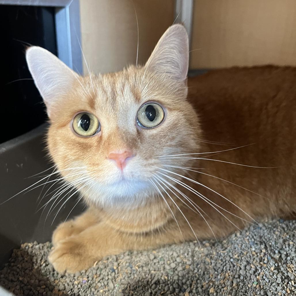 Phyllis, Adoptable, Adult Female Domestic Short Hair.