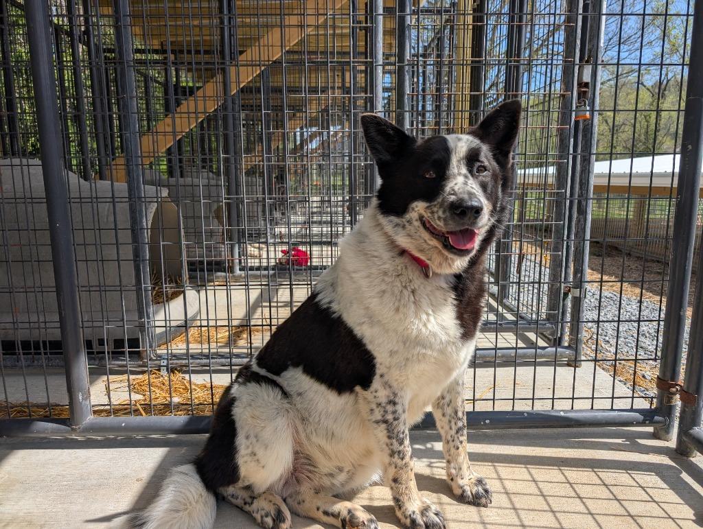 Enlarge Boss, an adopted mixed breed in Maysville, KY image 1/2