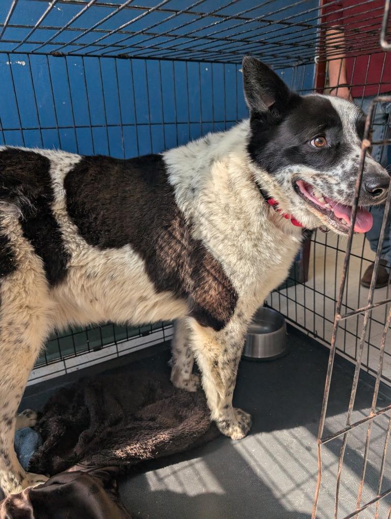 Enlarge Boss, a ADOPTABLE mixed breed in Maysville, KY image 1/1