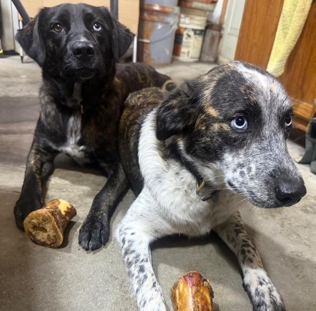 Jude, Adoptable, Young Male Australian Shepherd & Mixed Breed.