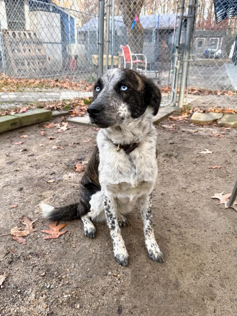 Enlarge Jude, a Adoptable mixed breed in Hampton, VA image 3/3