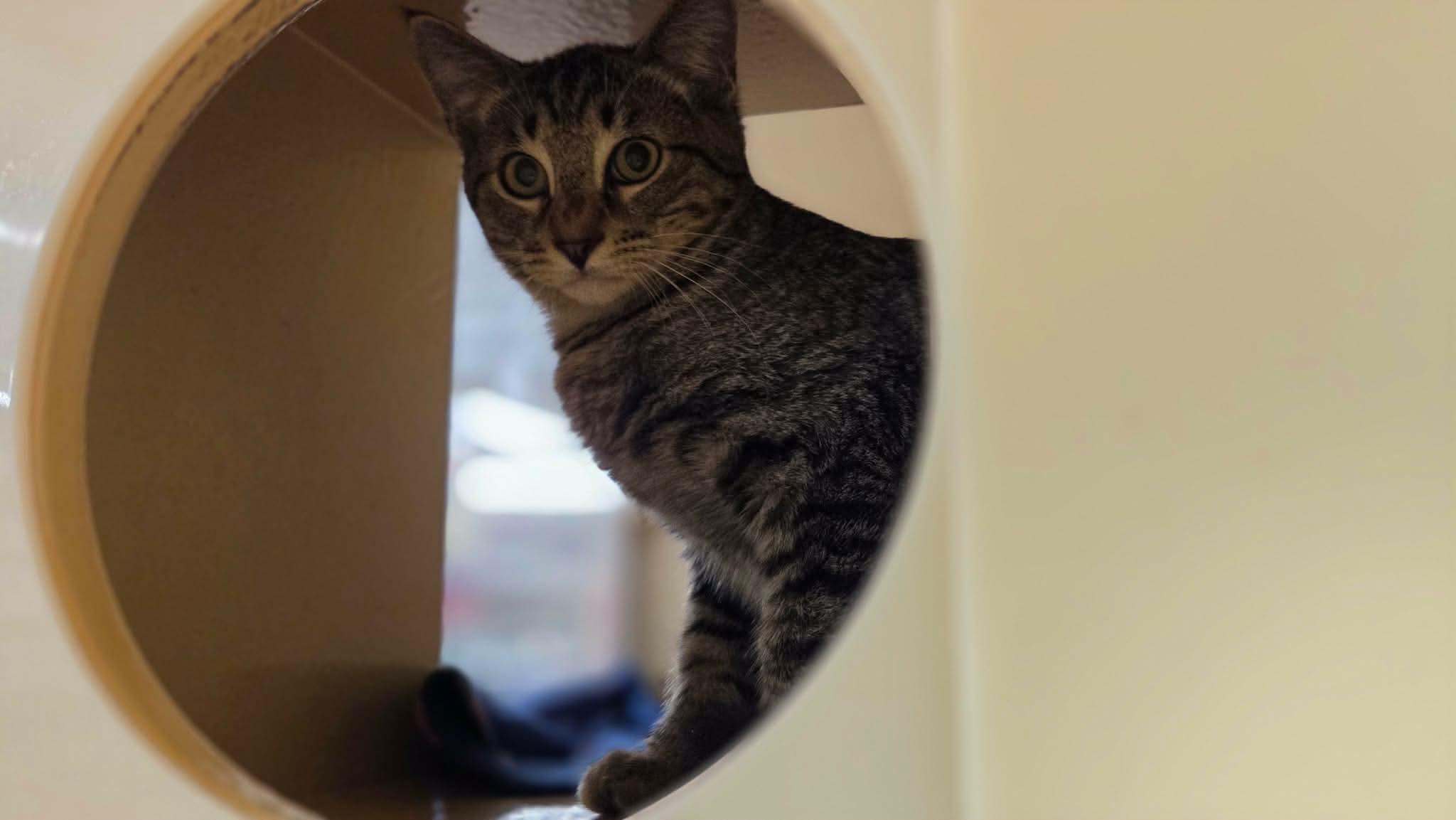 Enlarge Rishi, a Adoptable Domestic Short Hair in Gladstone, OR image 4/4