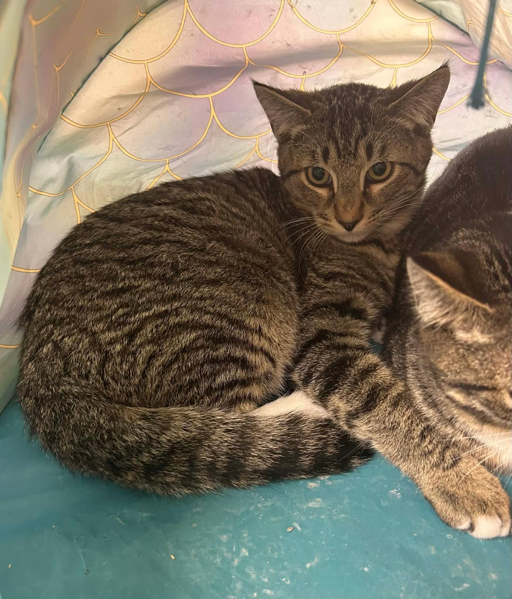 Rishi, Adoptable, Kitten Male Domestic Short Hair.