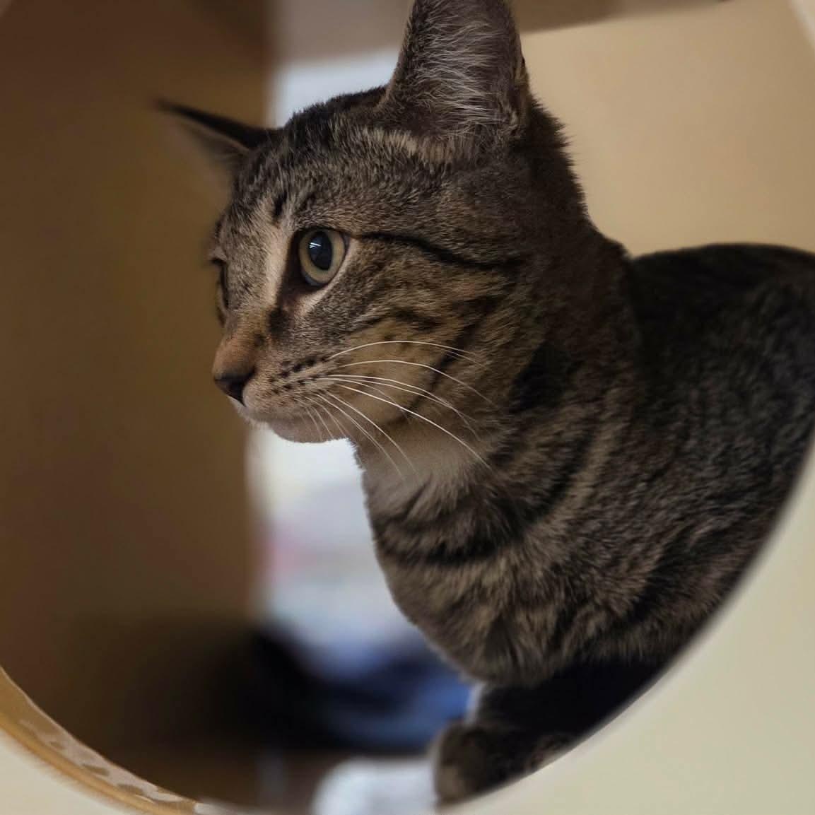 Enlarge Rishi, a Adoptable Domestic Short Hair in Gladstone, OR image 2/4
