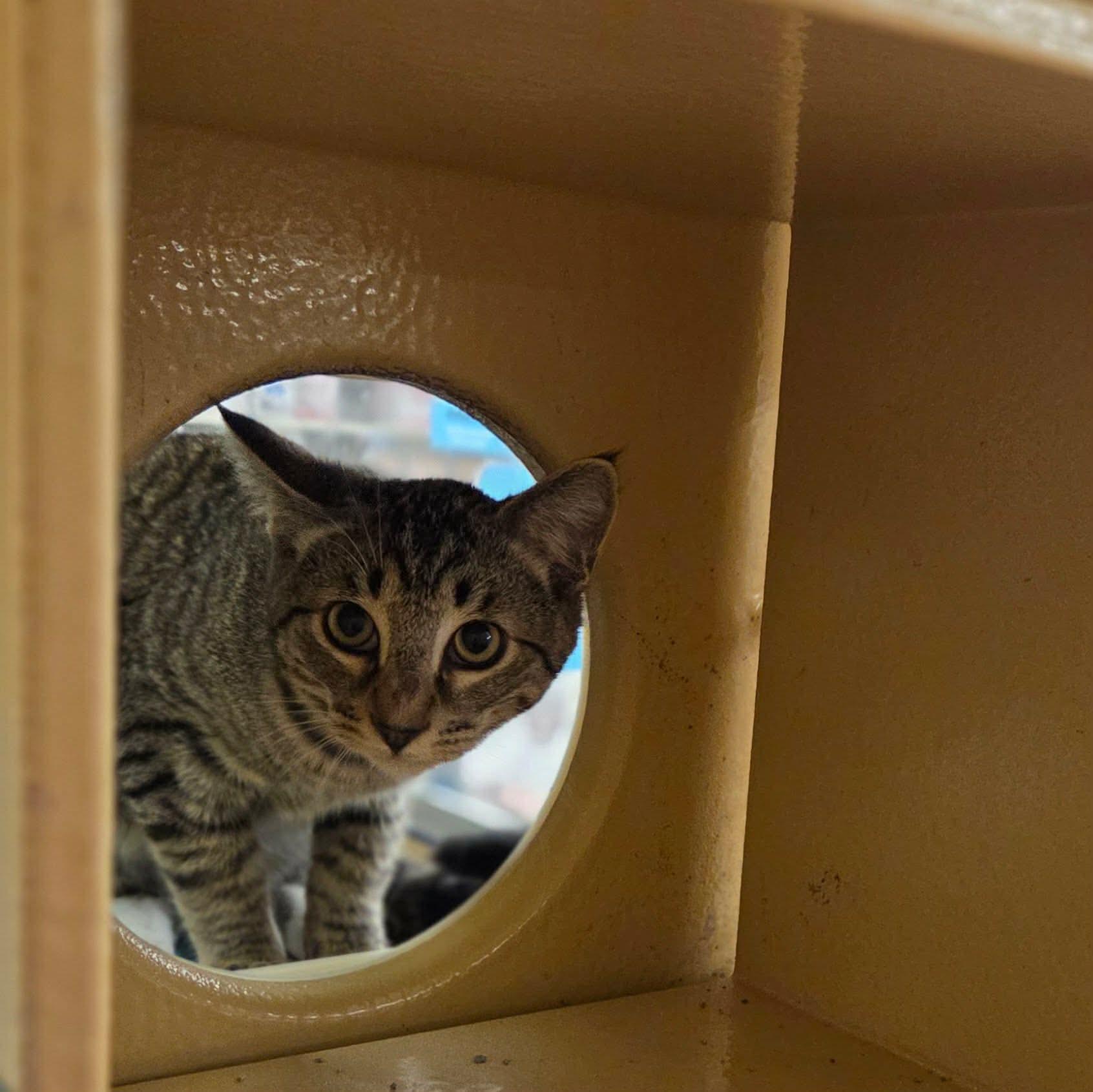 Enlarge Rishi, a Adoptable Domestic Short Hair in Gladstone, OR image 3/4