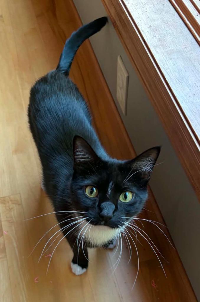 Collette, a Adoptable mixed breed in Shell Lake, WI image 1/2