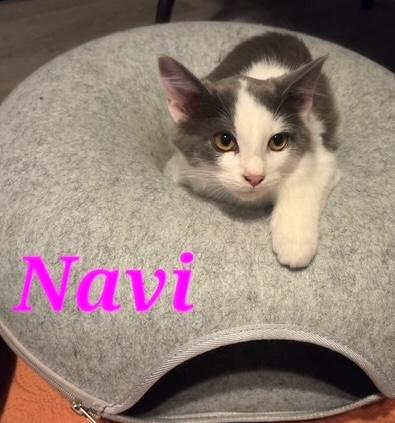 Navi, ADOPTABLE, Kitten Female Domestic Medium Hair.