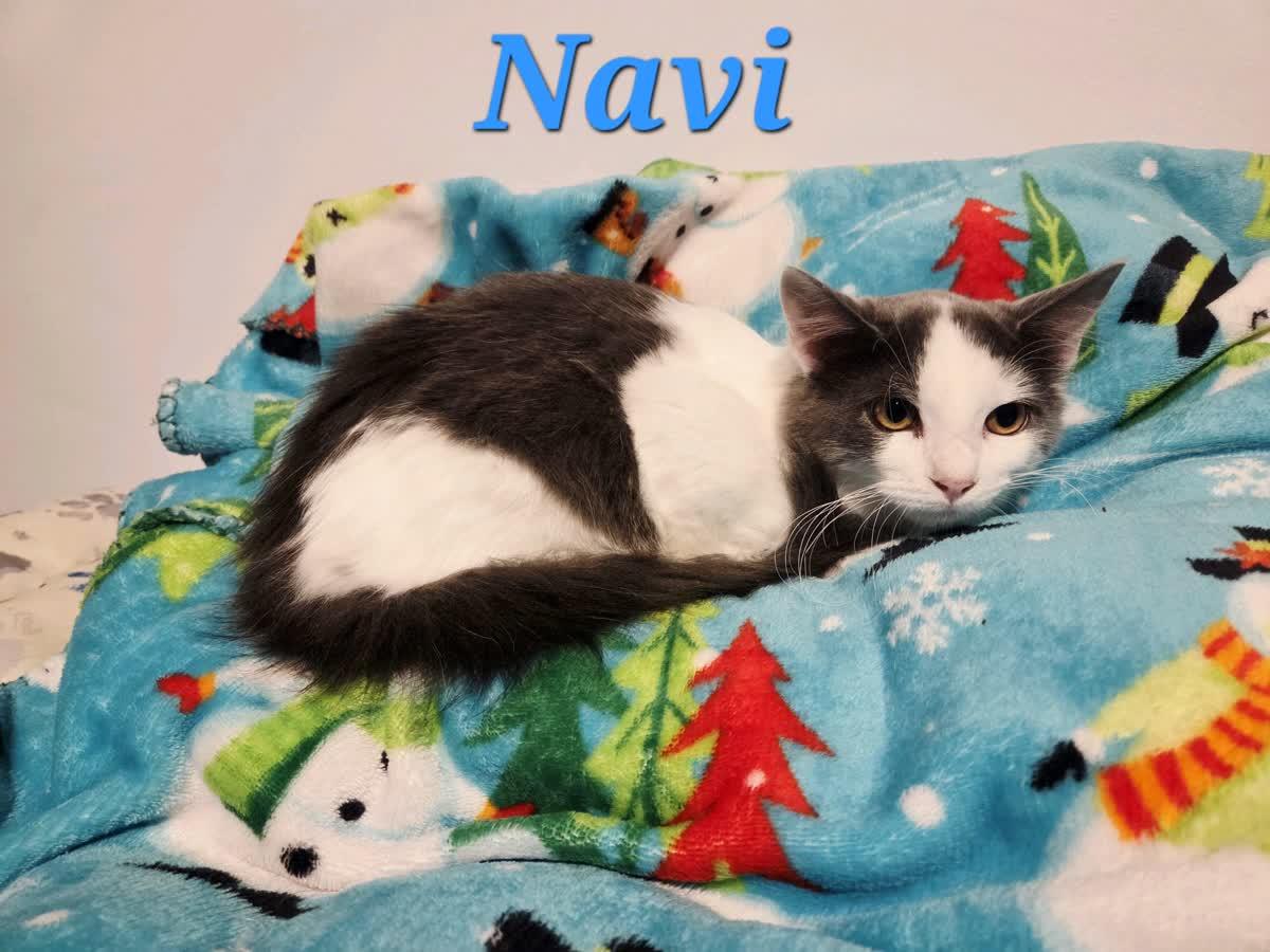 Enlarge Navi, a ADOPTABLE Domestic Medium Hair in Murfreesboro, TN image 2/2