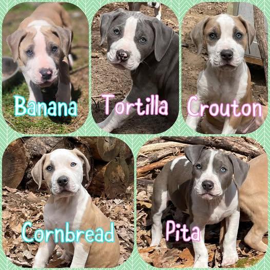 Bread Litter - Puppies, adopted, Puppy Female Pit Bull Terrier.