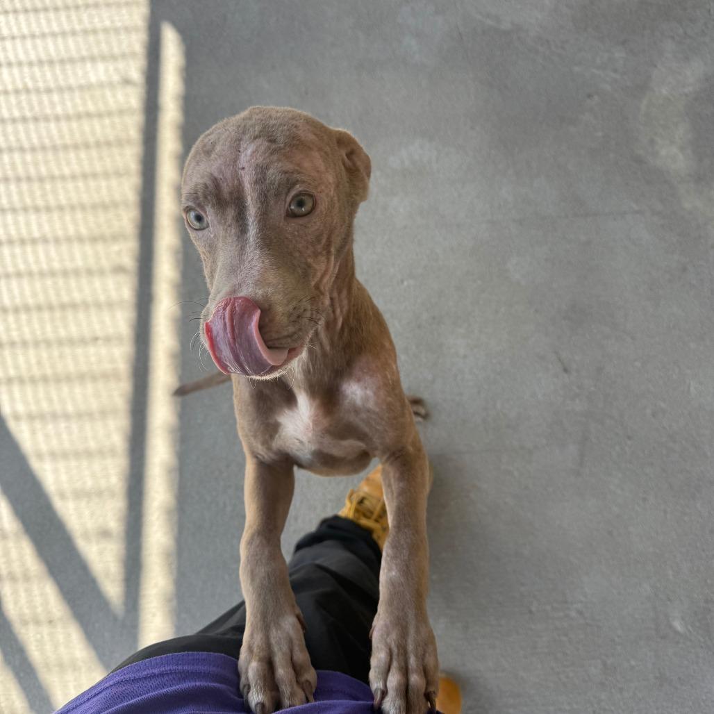 Kimberly, Adoptable, Young Female Mixed Breed.