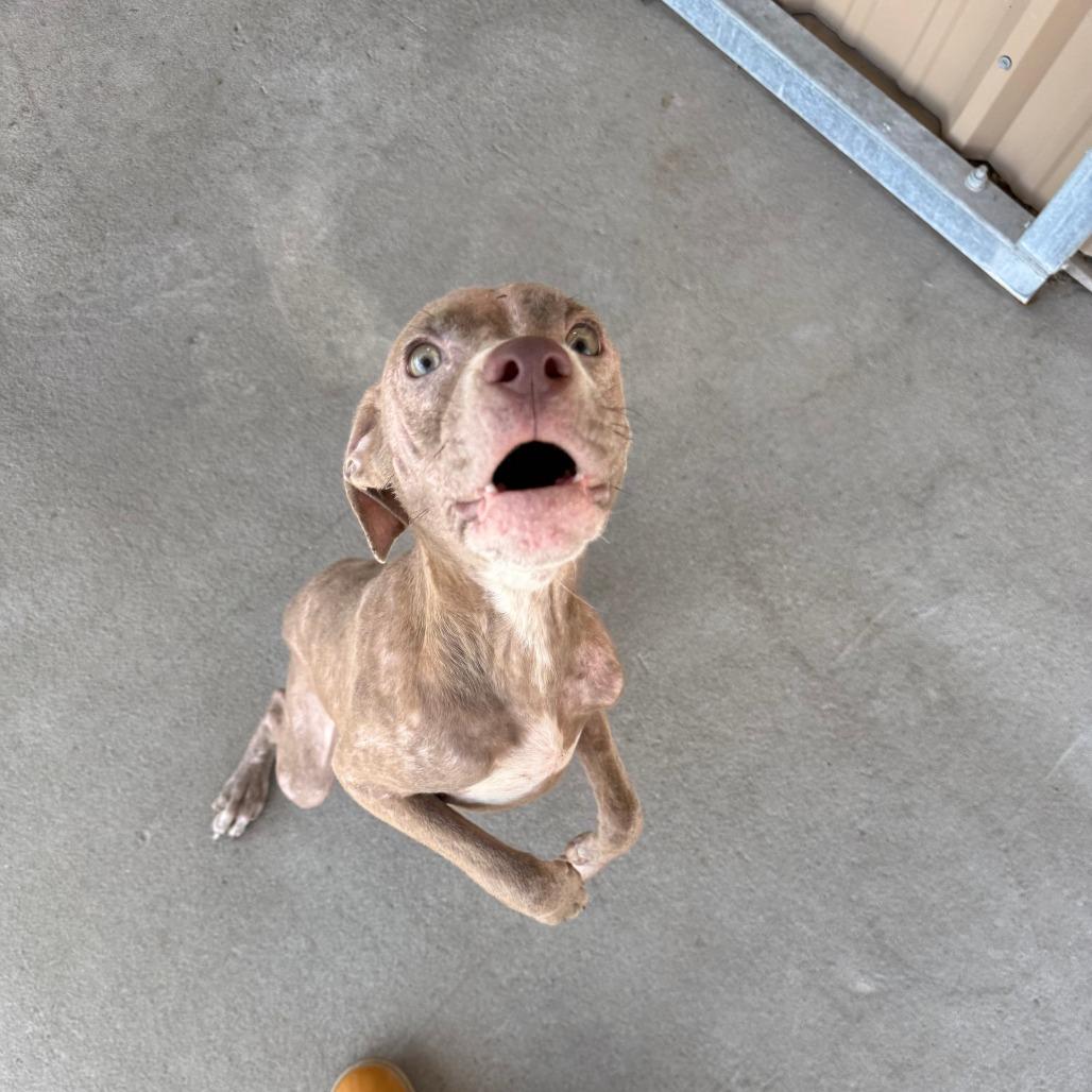 Enlarge Kimberly, a Adoptable Mixed Breed in Emporia, KS image 2/6