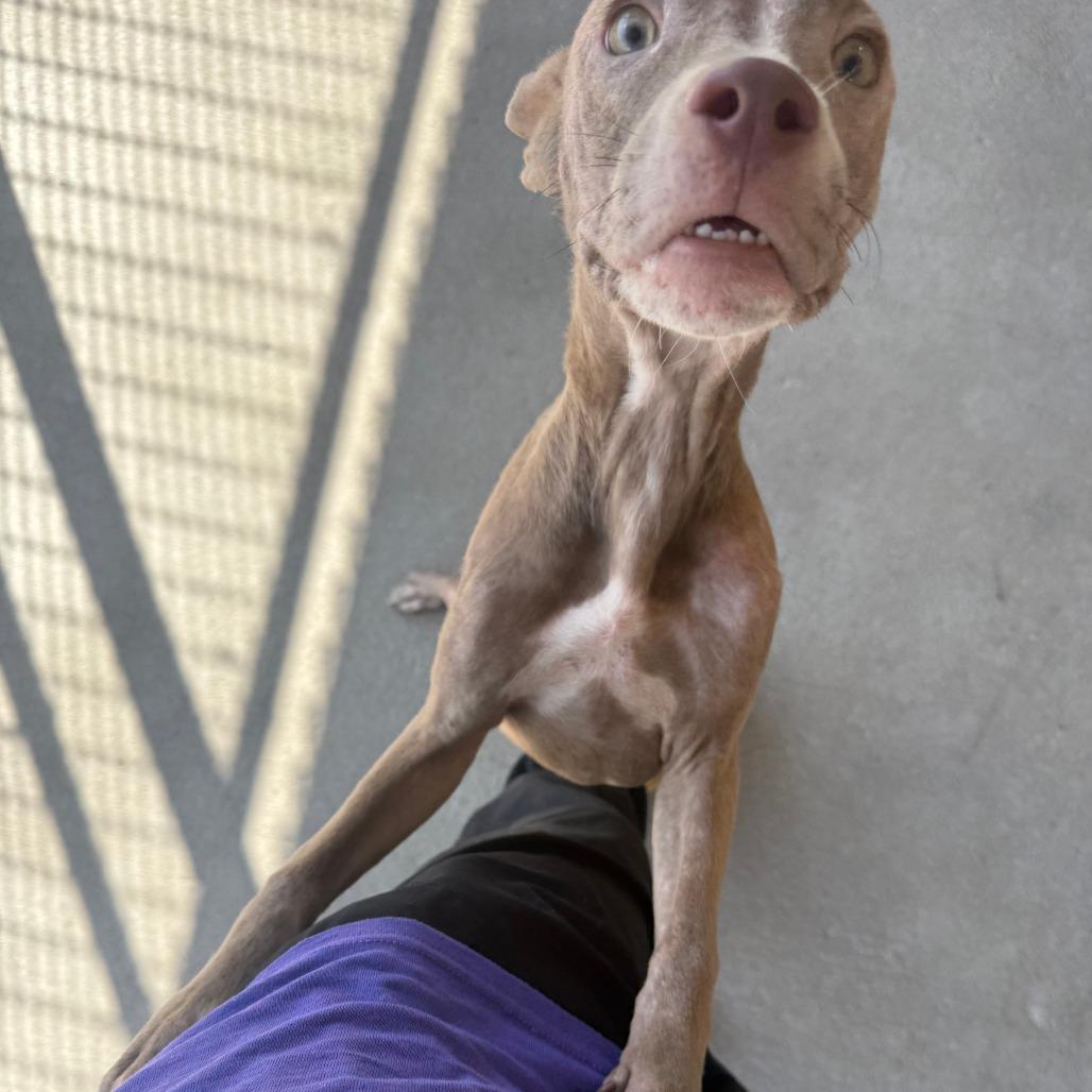 Enlarge Kimberly, a Adoptable Mixed Breed in Emporia, KS image 4/6