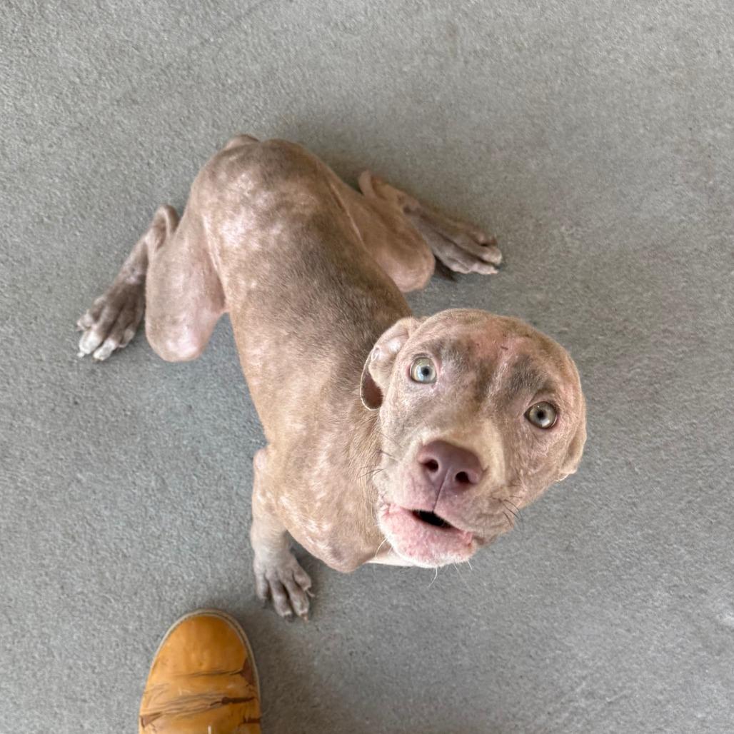 Enlarge Kimberly, a Adoptable Mixed Breed in Emporia, KS image 5/6