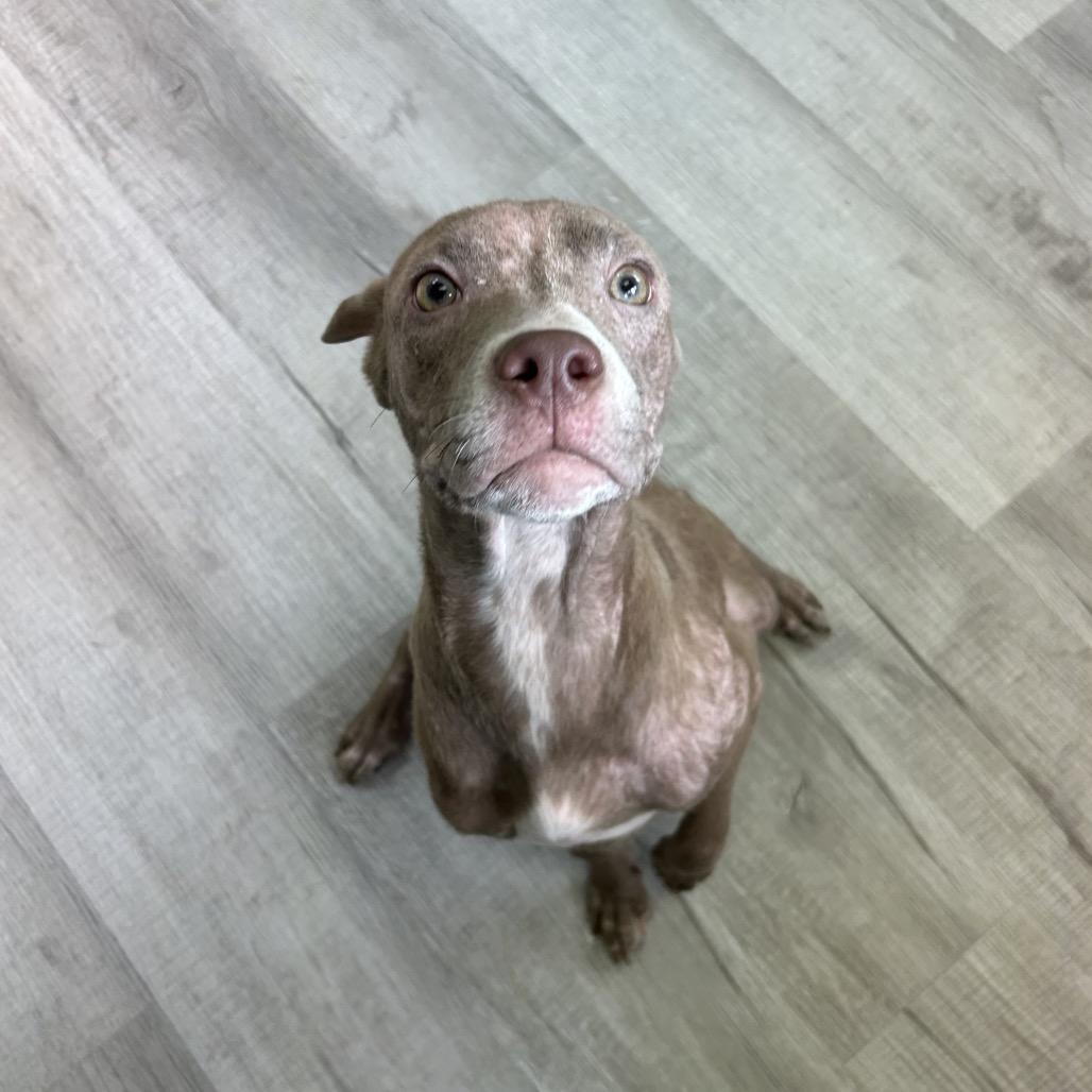 Enlarge Kimberly, a Adoptable Mixed Breed in Emporia, KS image 6/6