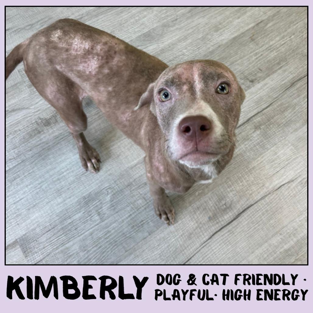 Enlarge Kimberly, a Adoptable Mixed Breed in Emporia, KS image 6/6
