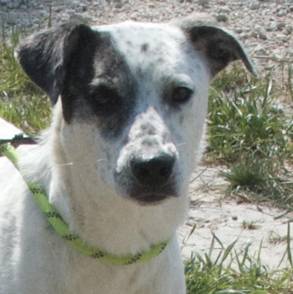 Asami, a Adoptable Mixed Breed in Gloucester, VA image 2/5