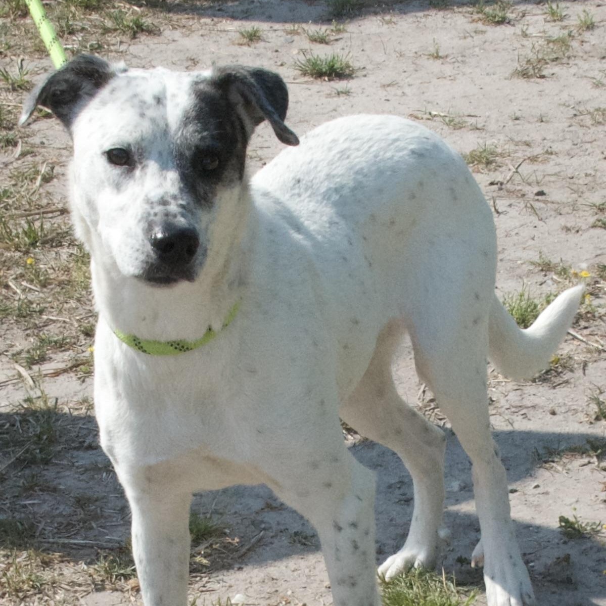 Asami, a Adoptable Mixed Breed in Gloucester, VA image 1/5