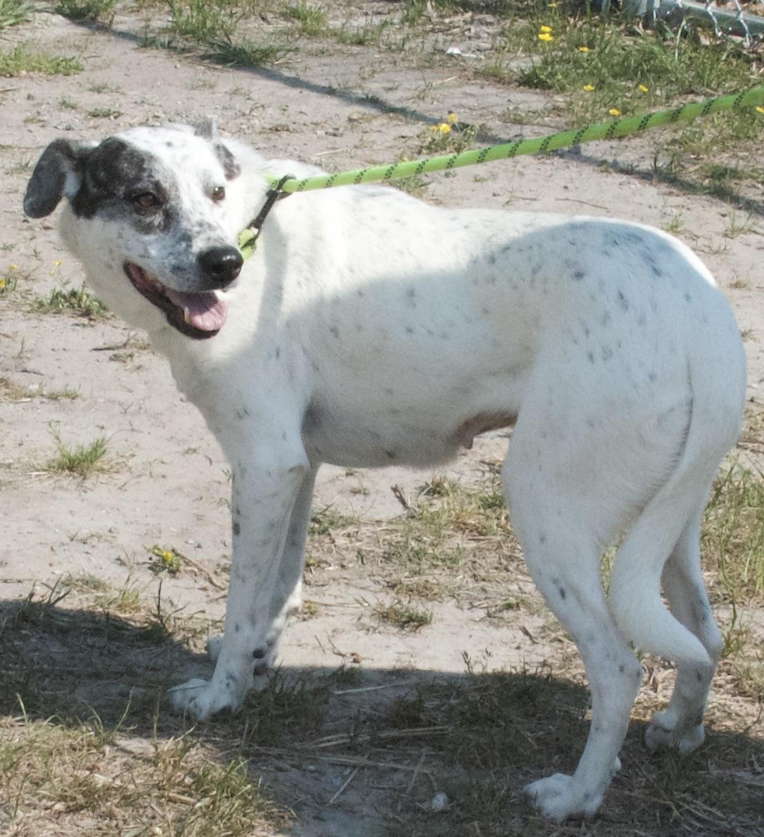 Asami, a Adoptable Mixed Breed in Gloucester, VA image 3/5