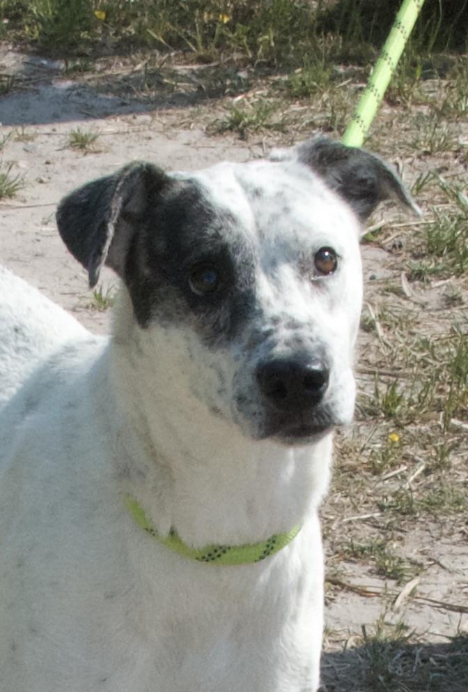 Asami, a Adoptable Mixed Breed in Gloucester, VA image 4/5