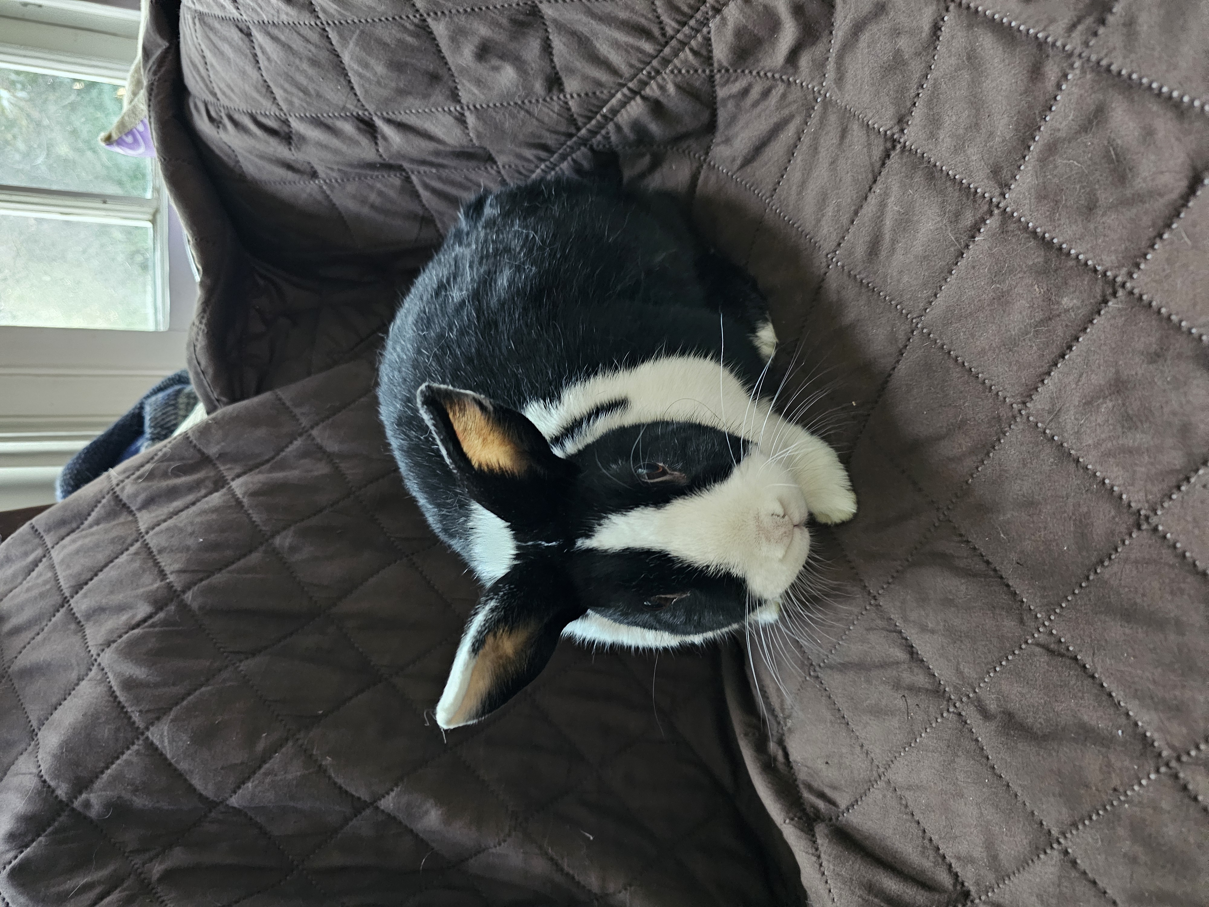 Lula, a Adoptable Dutch image 1/12