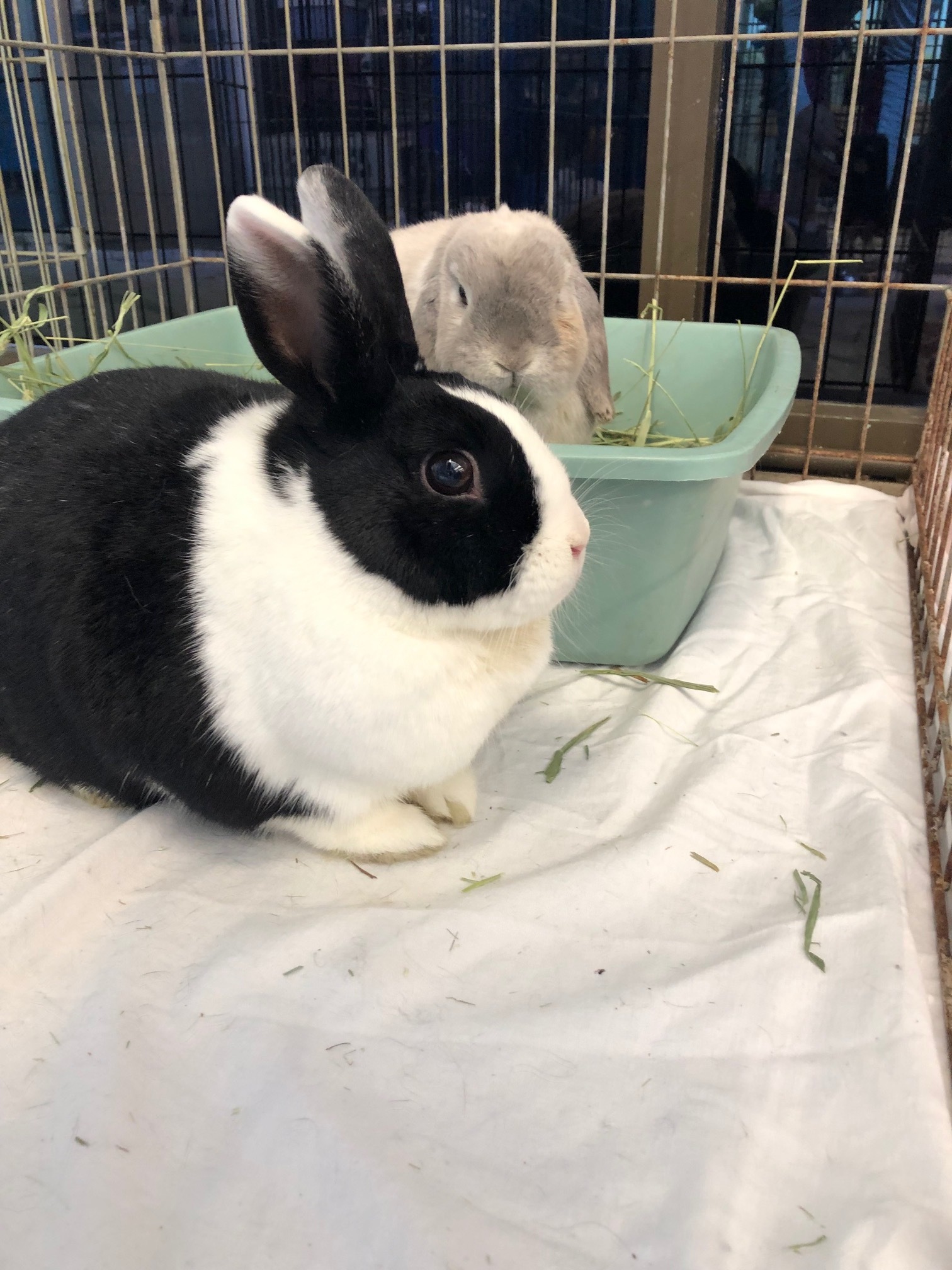 Enlarge Lula, a Adoptable Dutch image 8/12