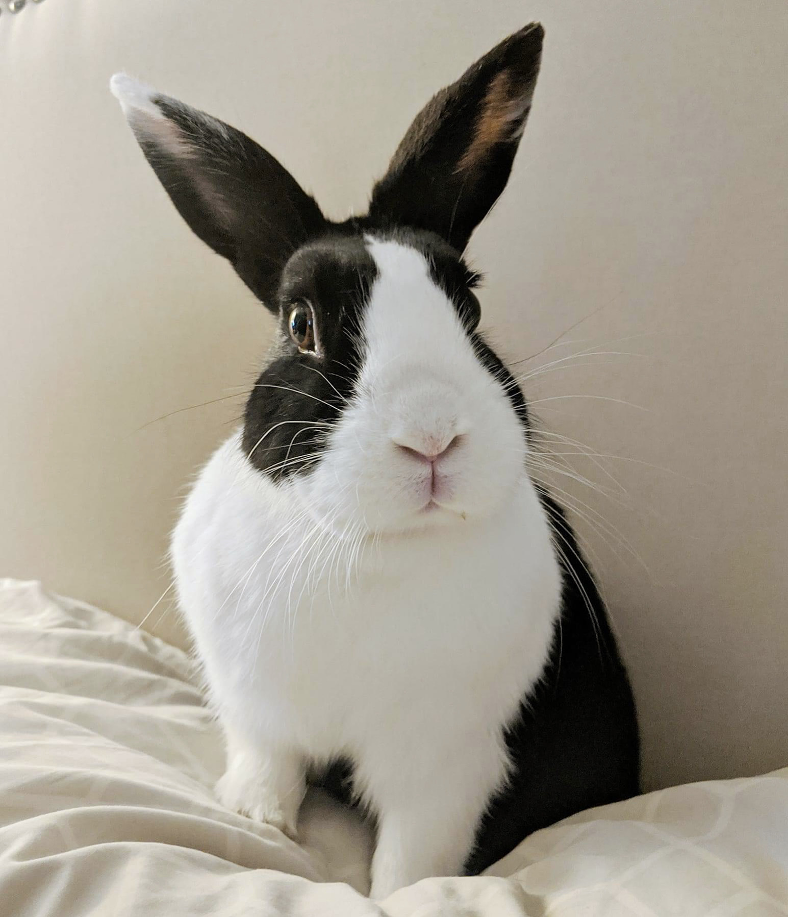 Enlarge Lula, a Adoptable Dutch image 9/12