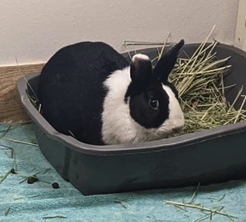 Enlarge Lula, a Adoptable Dutch image 10/12