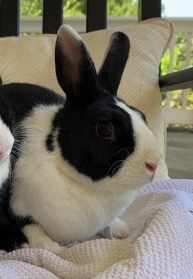 Enlarge Lula, a Adoptable Dutch image 11/12