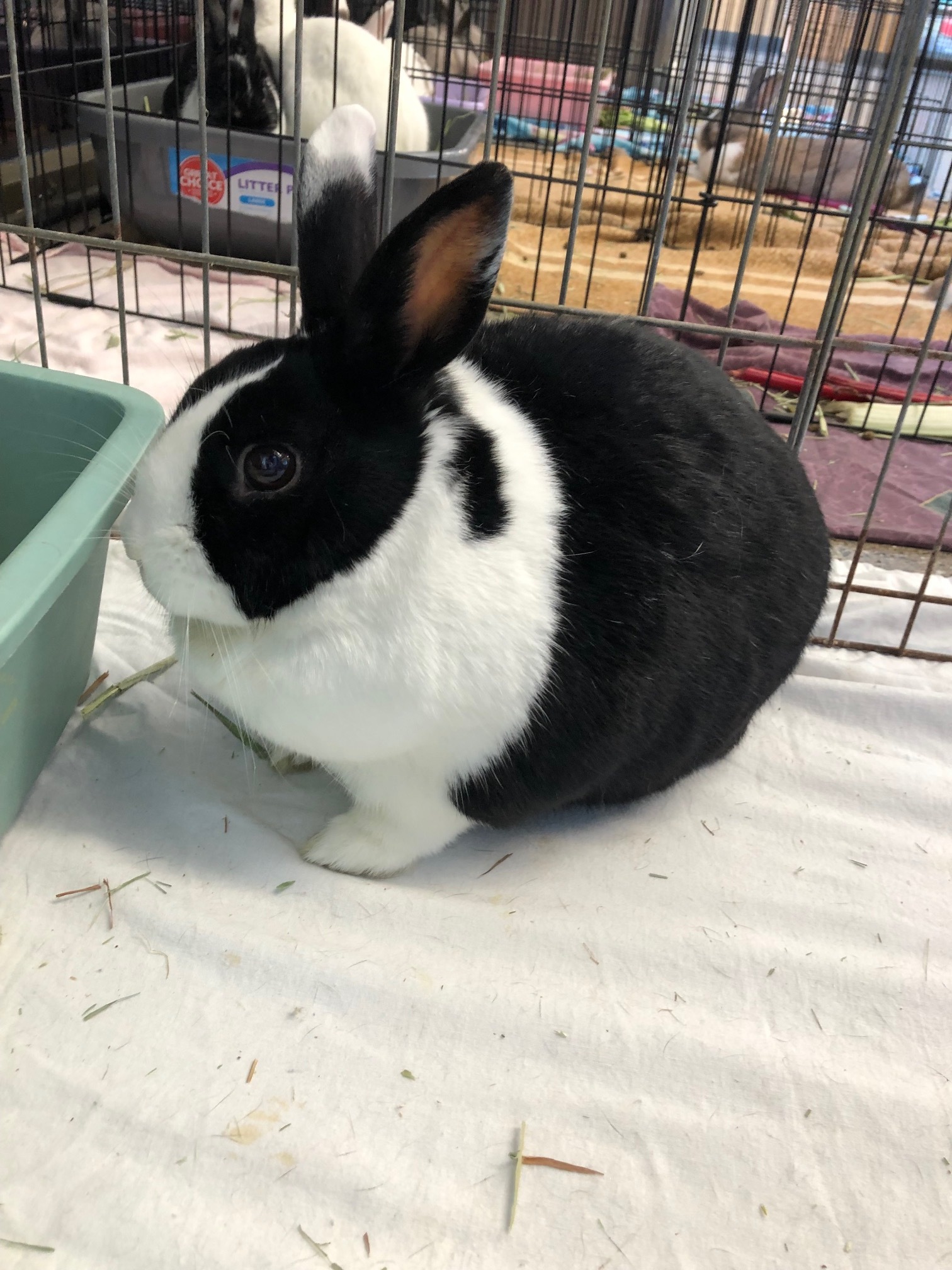 Enlarge Lula, a Adoptable Dutch image 12/12