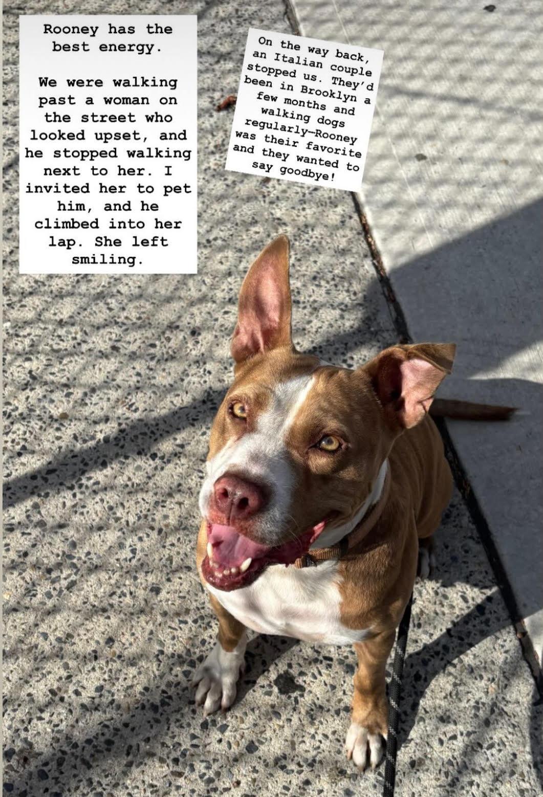 Rooney, Adoptable, Young Male Pit Bull Terrier.