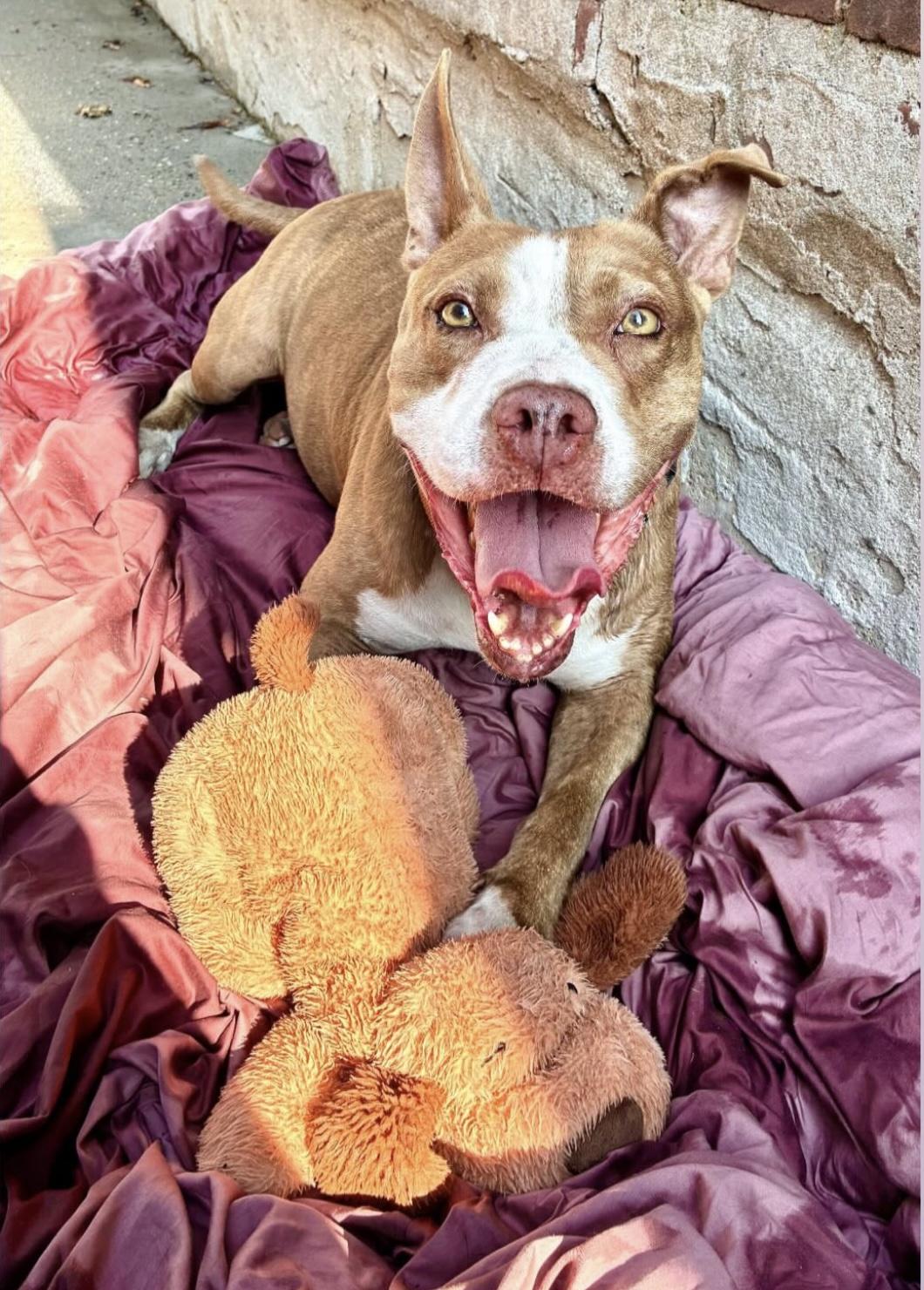 Rooney, a Adoptable mixed breed in Brooklyn, NY image 2/5