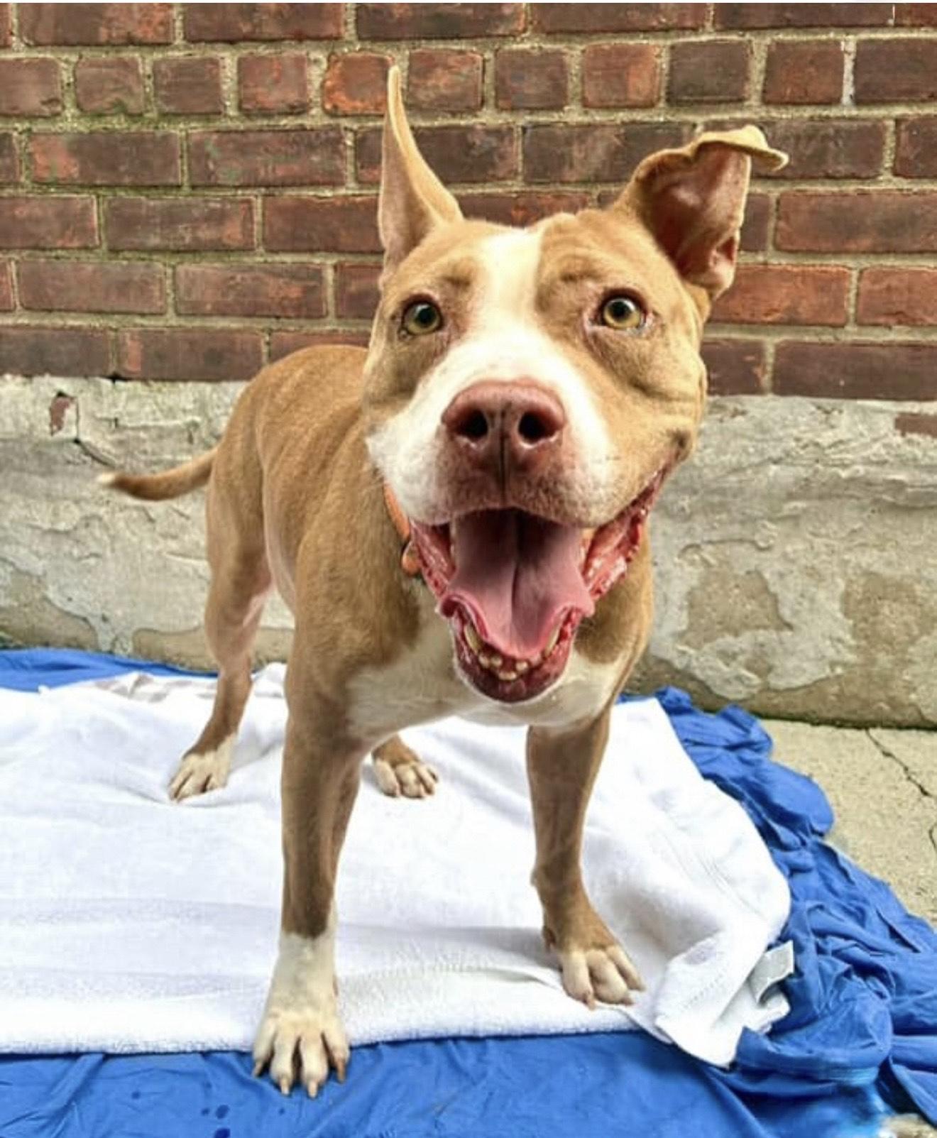 Rooney, a Adoptable mixed breed in Brooklyn, NY image 3/5