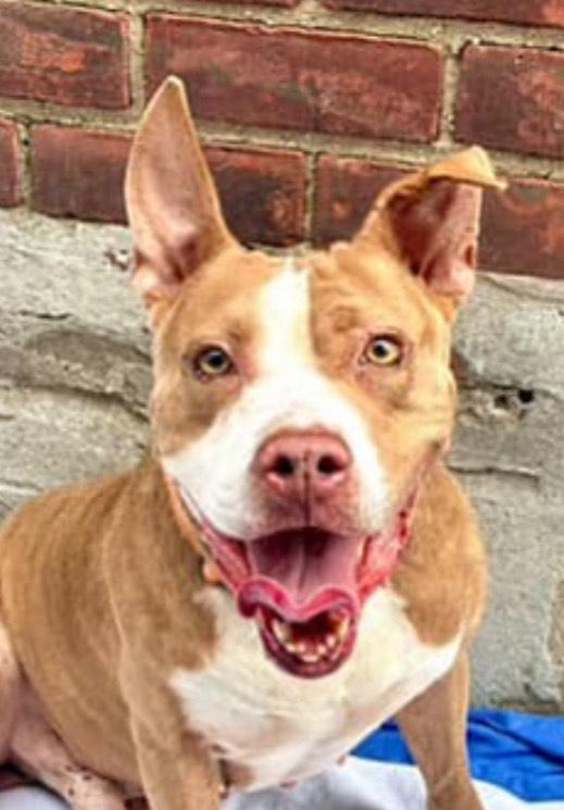 Rooney, a Adoptable mixed breed in Brooklyn, NY image 4/5