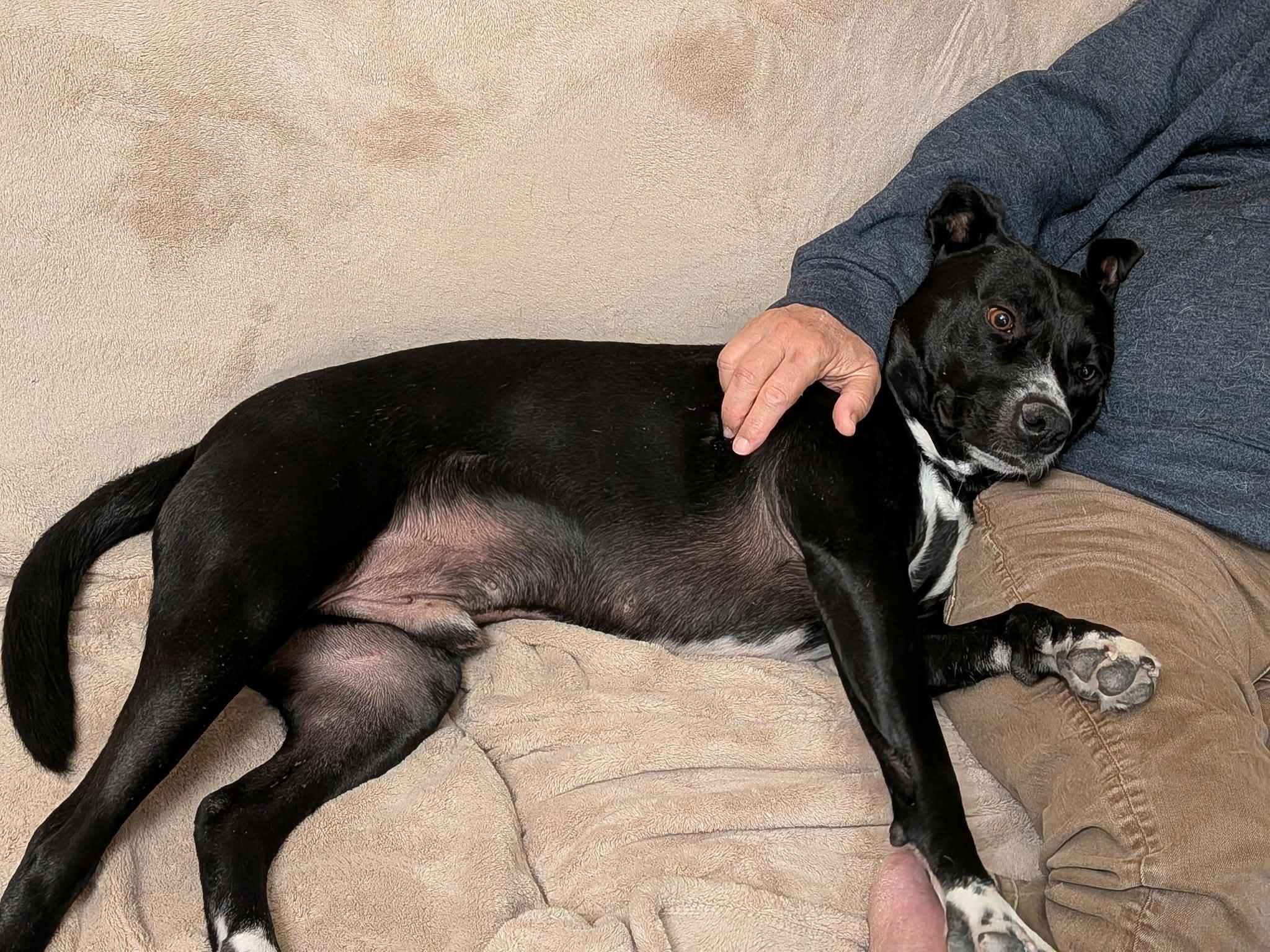 Enlarge Niko, a ADOPTABLE mixed breed in Sierra Vista, AZ image 2/6