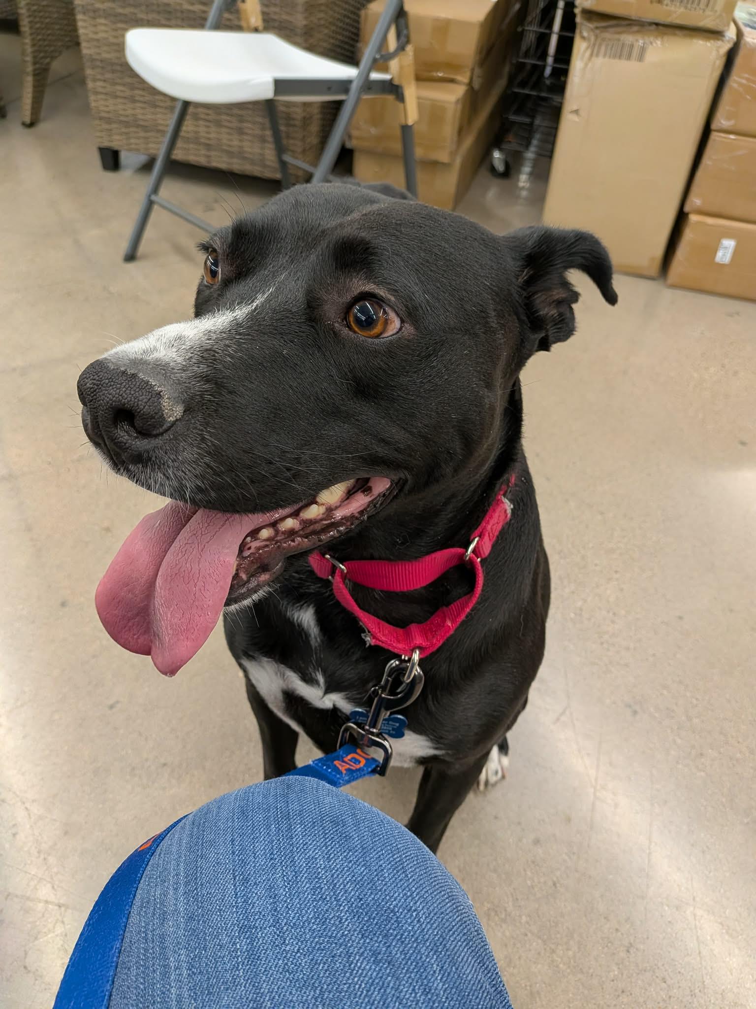 Enlarge Niko, a ADOPTABLE mixed breed in Sierra Vista, AZ image 4/6