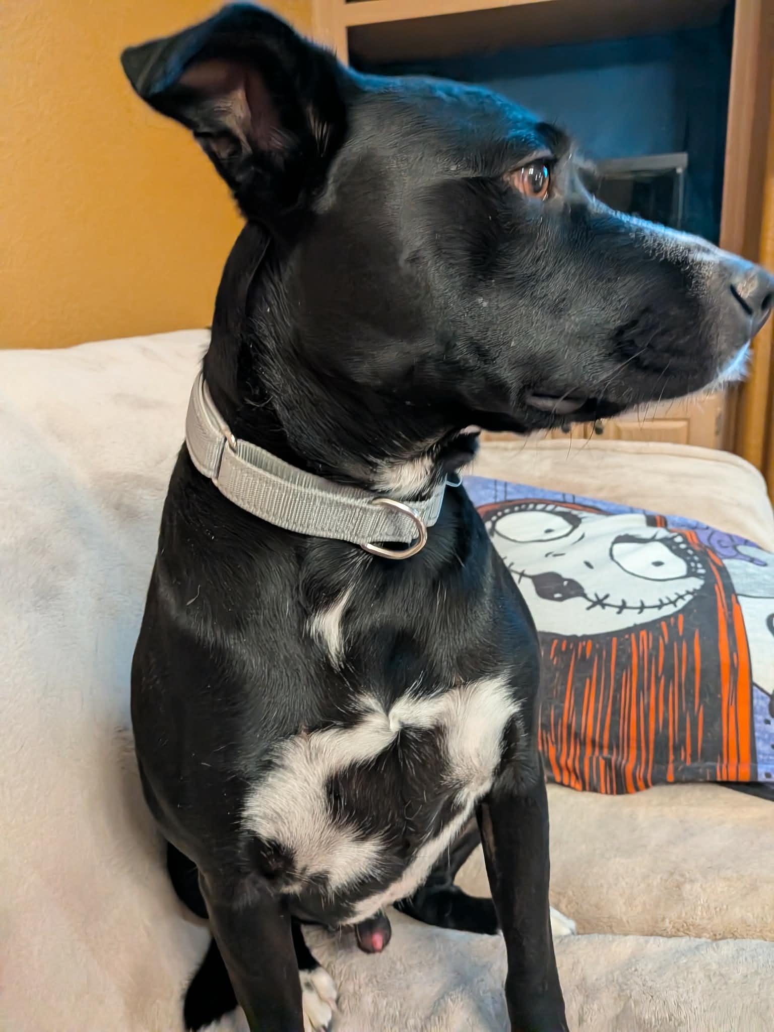 Enlarge Niko, a ADOPTABLE mixed breed in Sierra Vista, AZ image 6/6