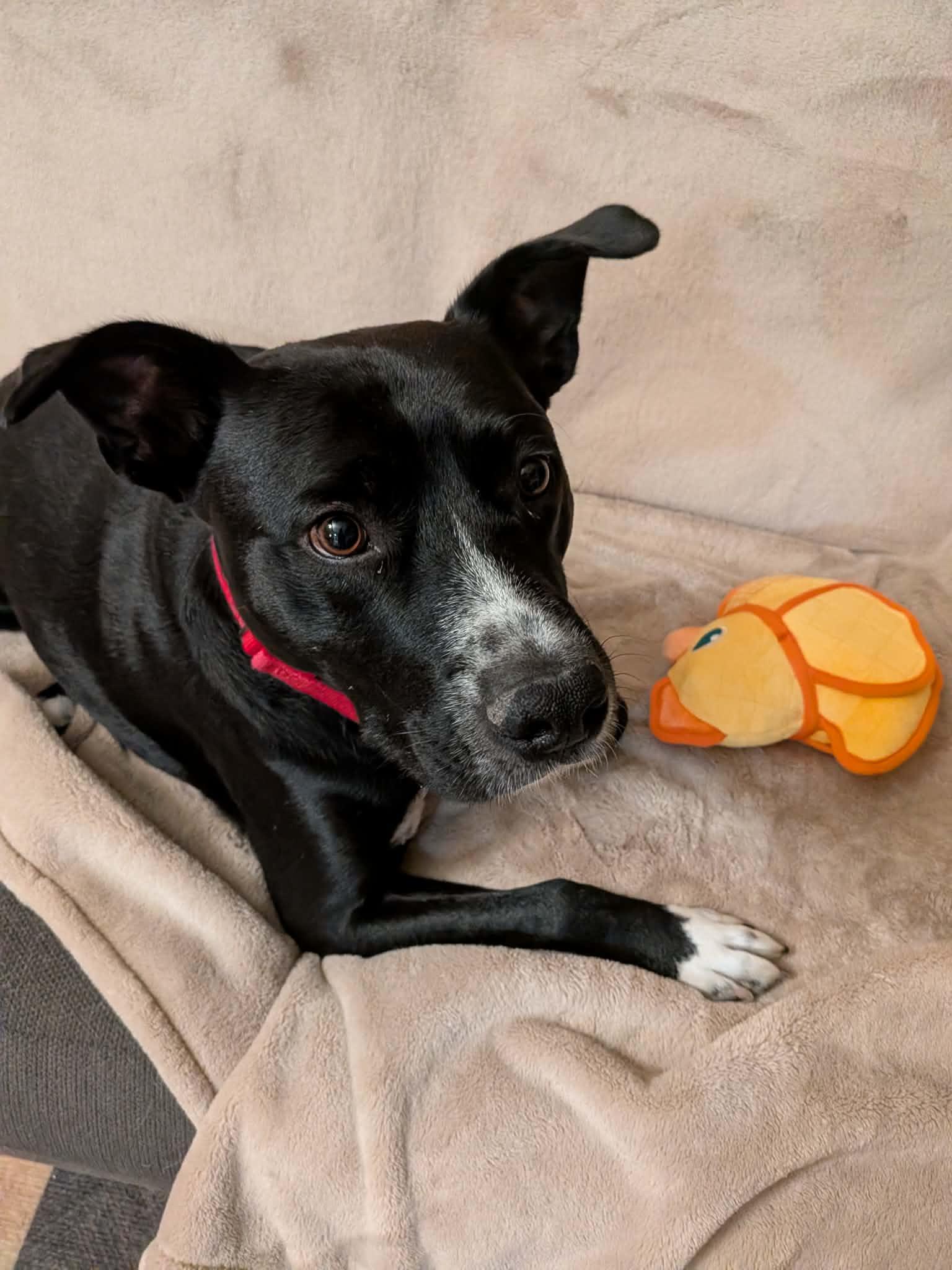 Enlarge Niko, a ADOPTABLE mixed breed in Sierra Vista, AZ image 3/6