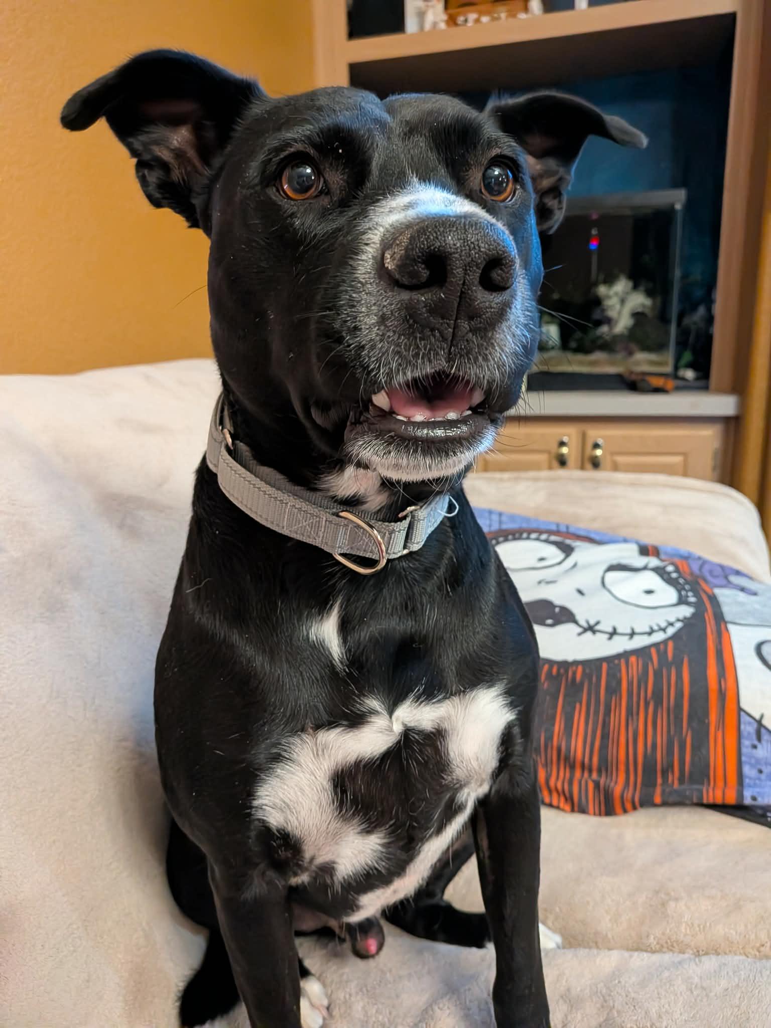 Enlarge Niko, a ADOPTABLE mixed breed in Sierra Vista, AZ image 1/6