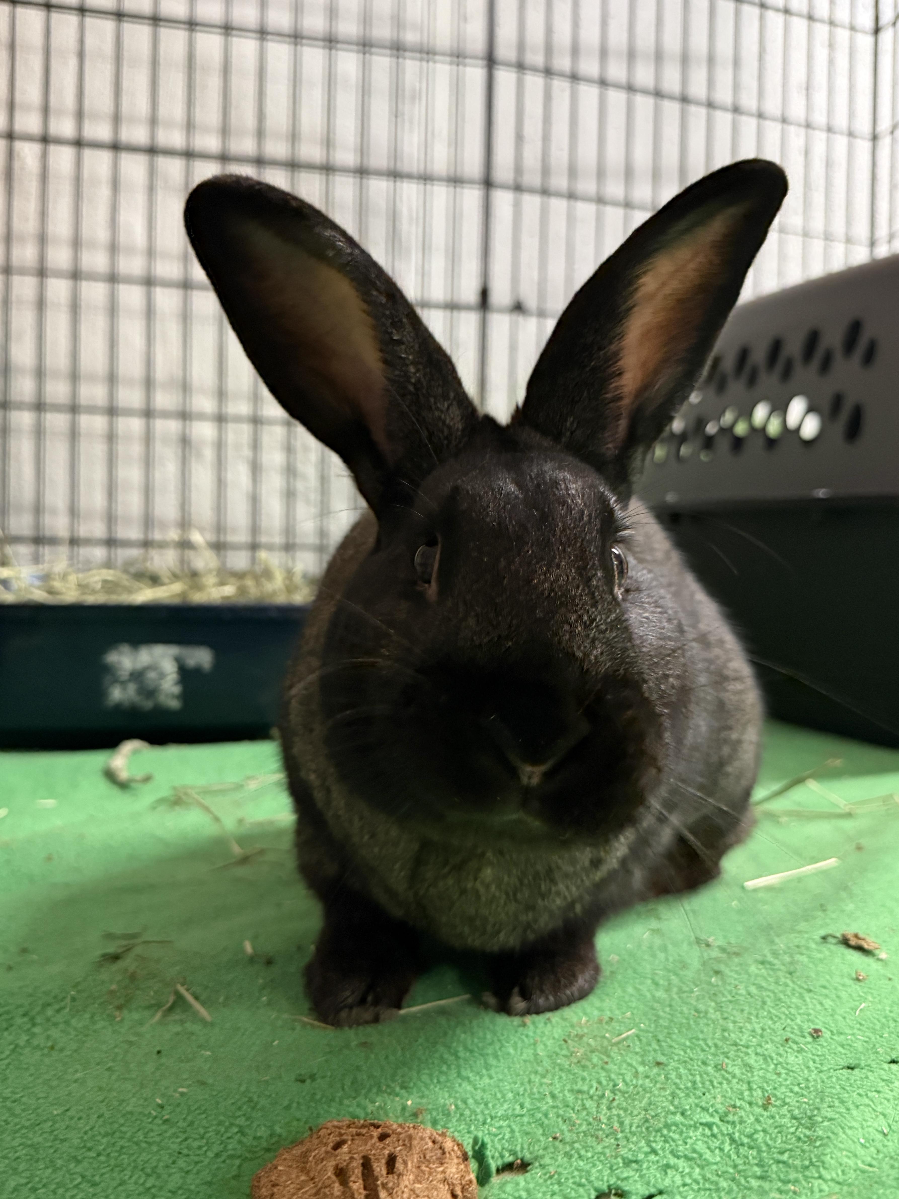 Enlarge Chief Jim Hopper, a ADOPTABLE Champagne D'Argent in Evanston, IL image 1/5