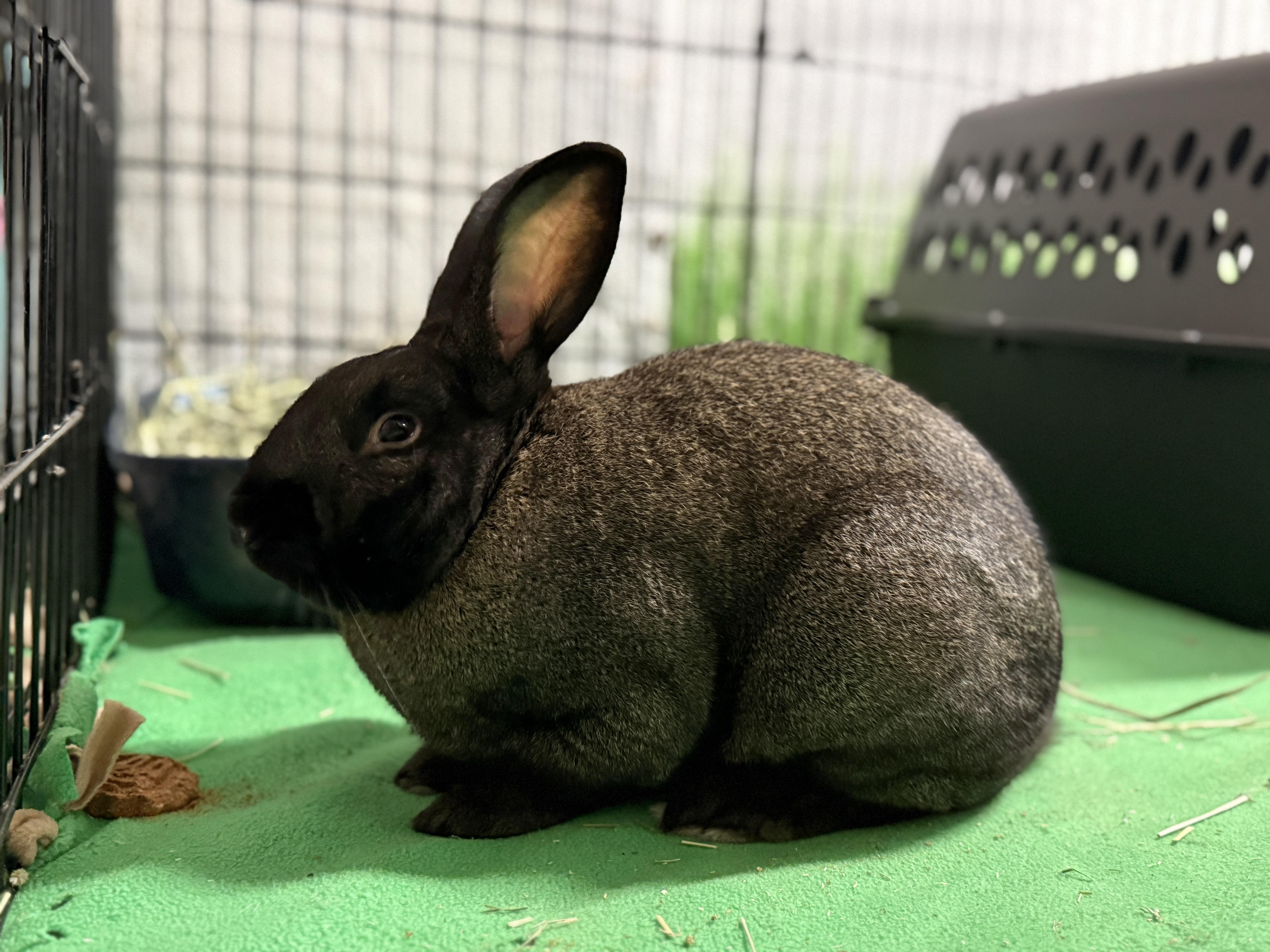 Enlarge Chief Jim Hopper, a ADOPTABLE Champagne D'Argent in Evanston, IL image 2/5