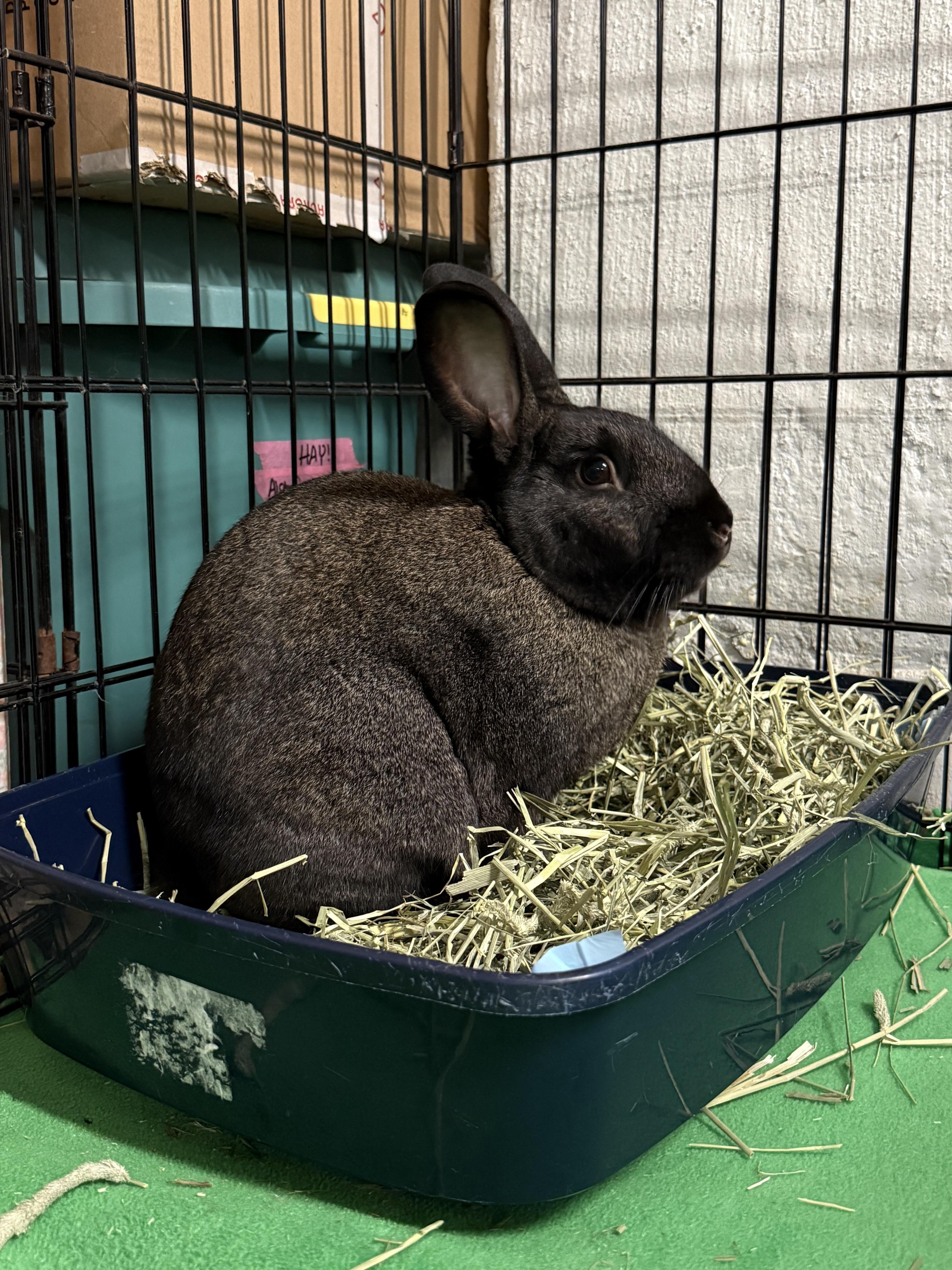 Enlarge Chief Jim Hopper, a ADOPTABLE Champagne D'Argent in Evanston, IL image 5/5