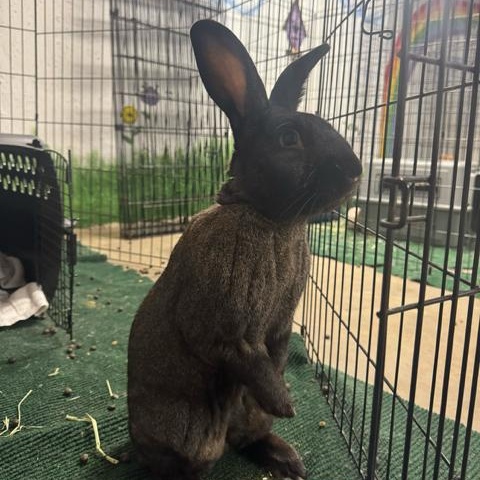 Enlarge Chief Jim Hopper, a ADOPTABLE Champagne D'Argent in Evanston, IL image 3/5