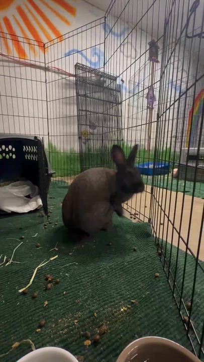 Enlarge Chief Jim Hopper, a ADOPTABLE Champagne D'Argent in Evanston, IL video 4/5