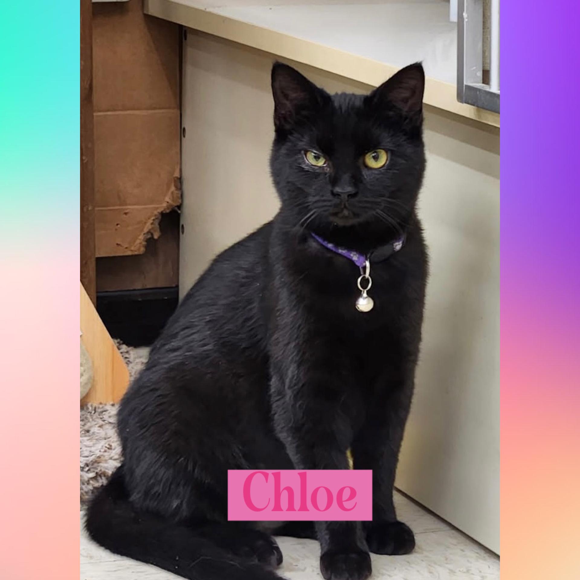 Enlarge Chloe, an adopted Domestic Short Hair in Warren, OH image 1/1