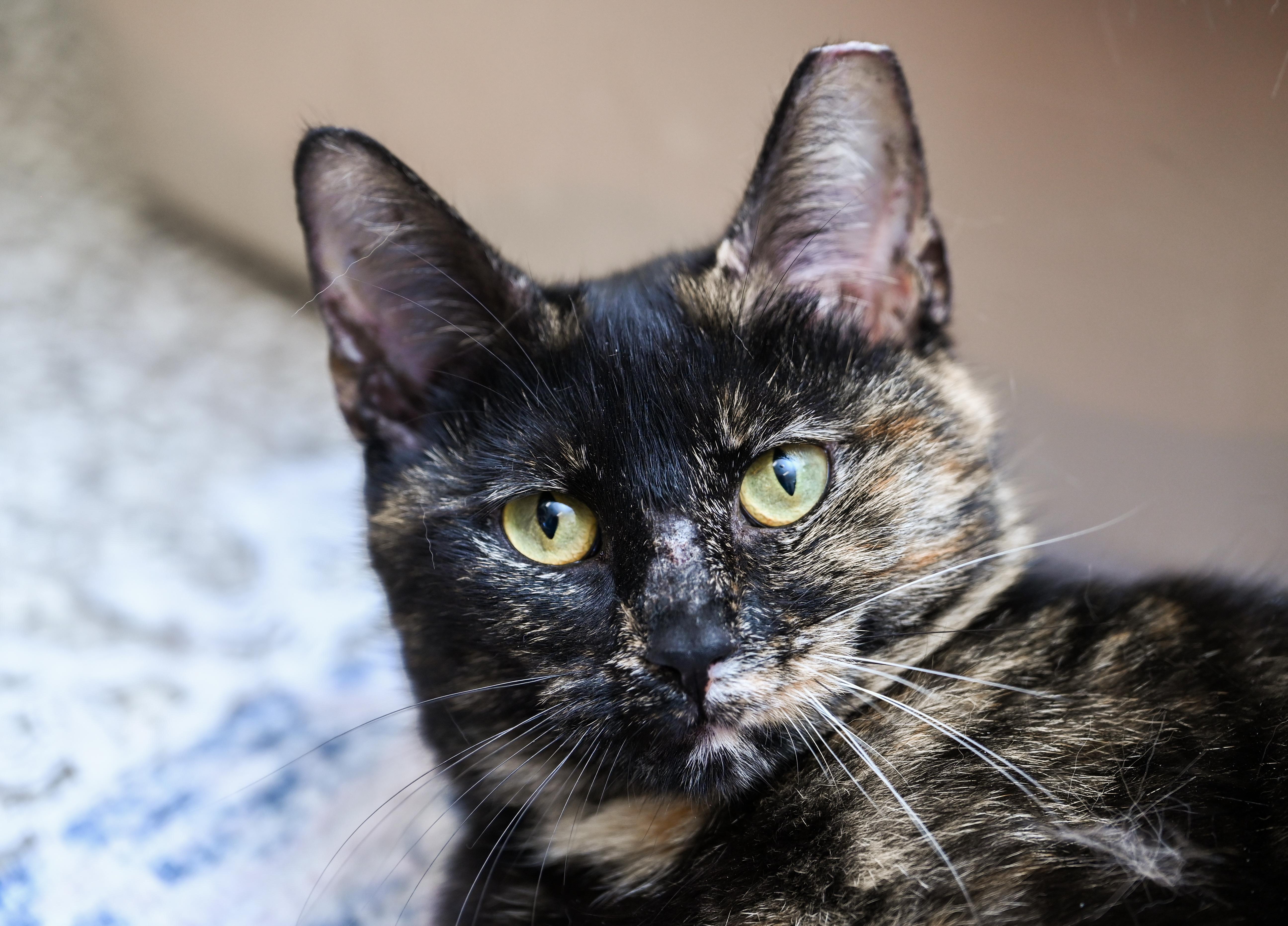Tinkerbelle, an adoptable mixed breed in Chattanooga, TN image 1/6