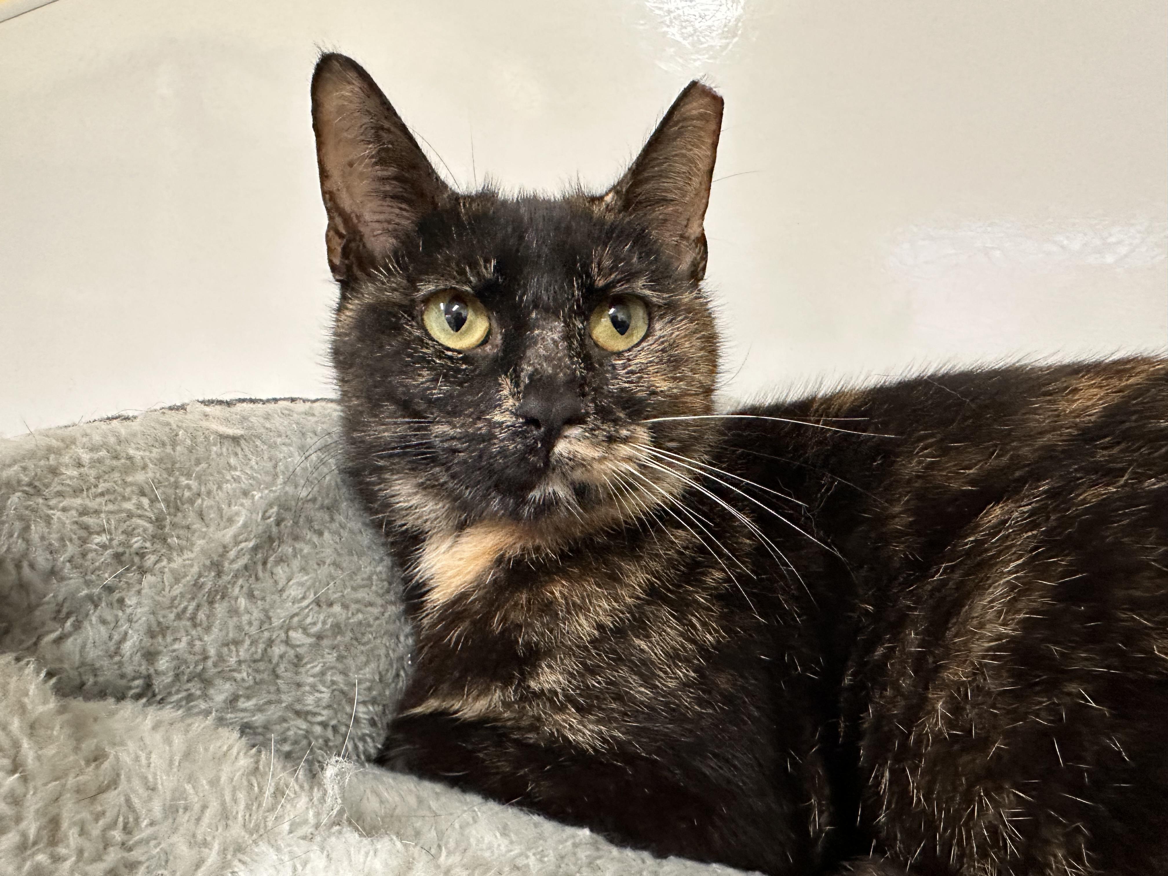 Tinkerbelle, an adoptable mixed breed in Chattanooga, TN image 6/6
