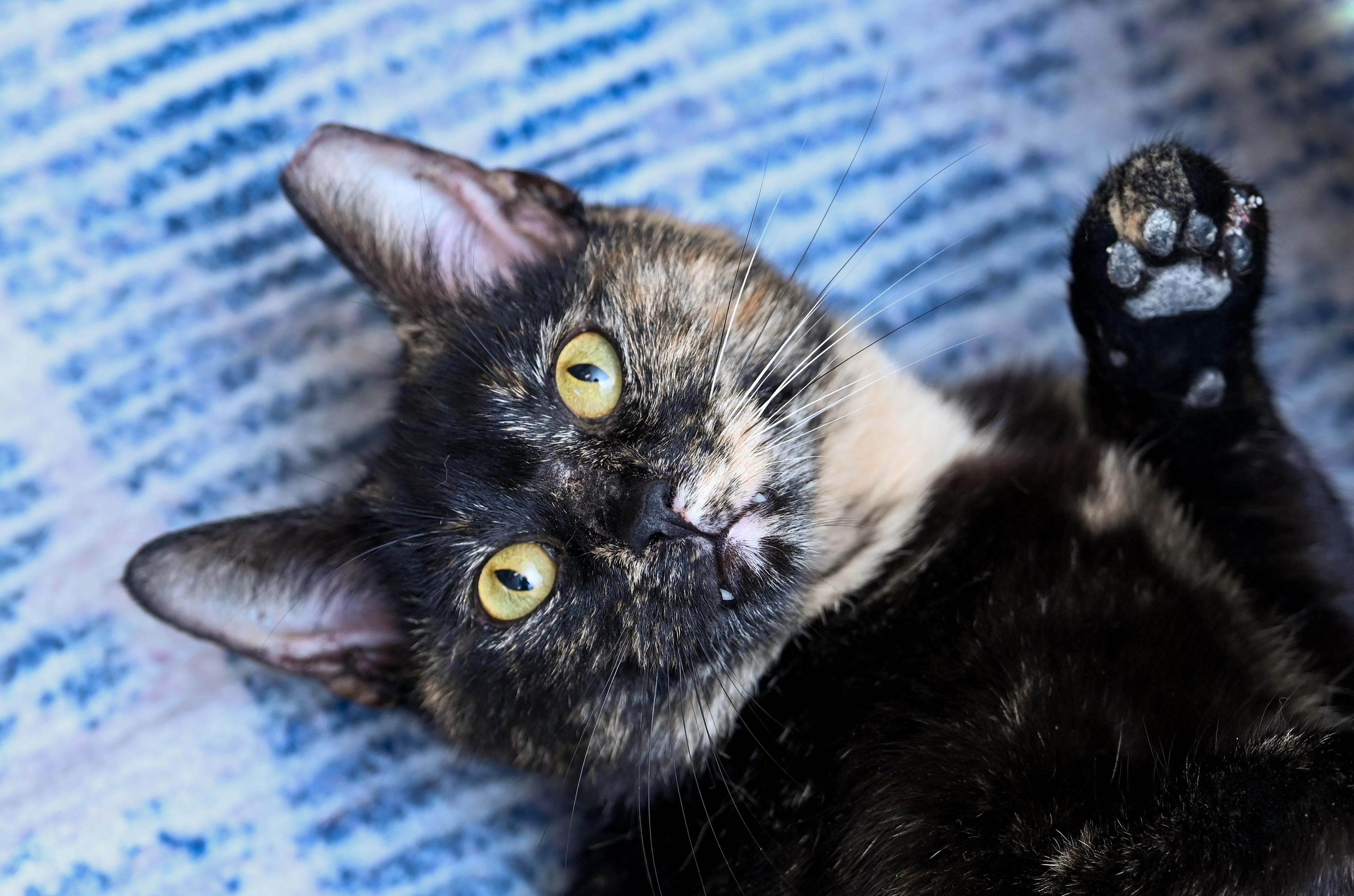 Tinkerbelle, an adoptable mixed breed in Chattanooga, TN image 2/6