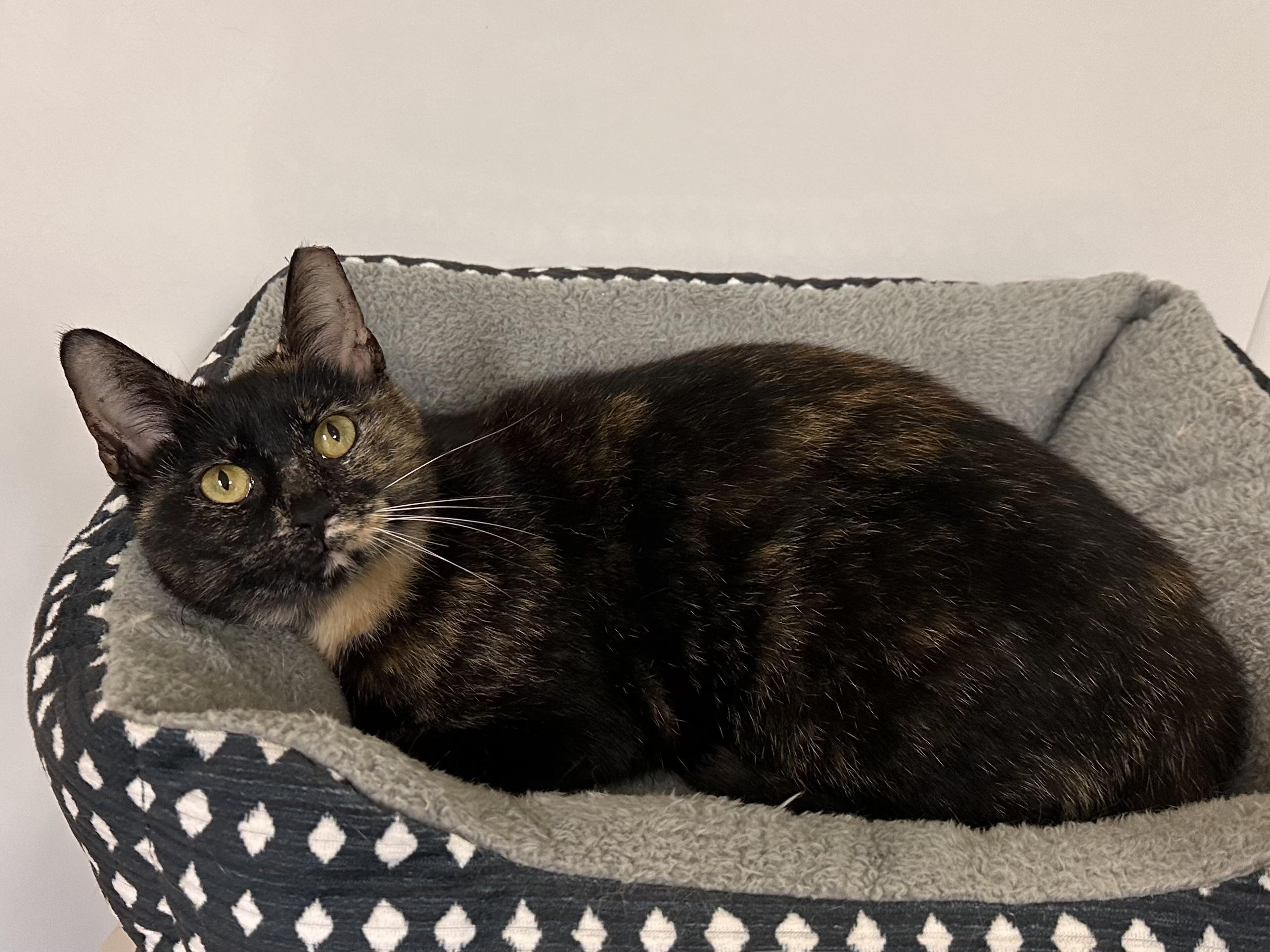 Tinkerbelle, an adoptable mixed breed in Chattanooga, TN image 5/6