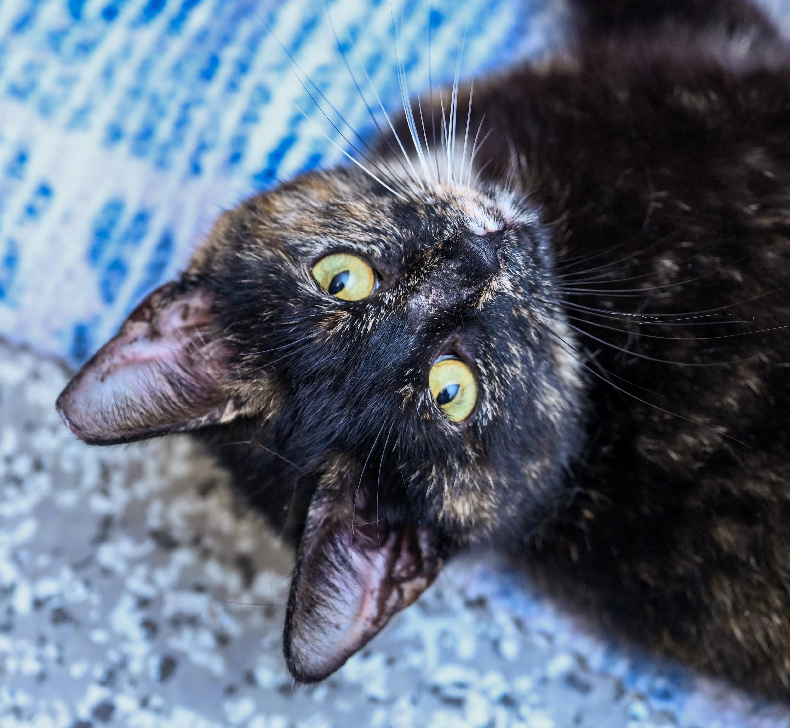 Tinkerbelle, an adoptable mixed breed in Chattanooga, TN image 3/6