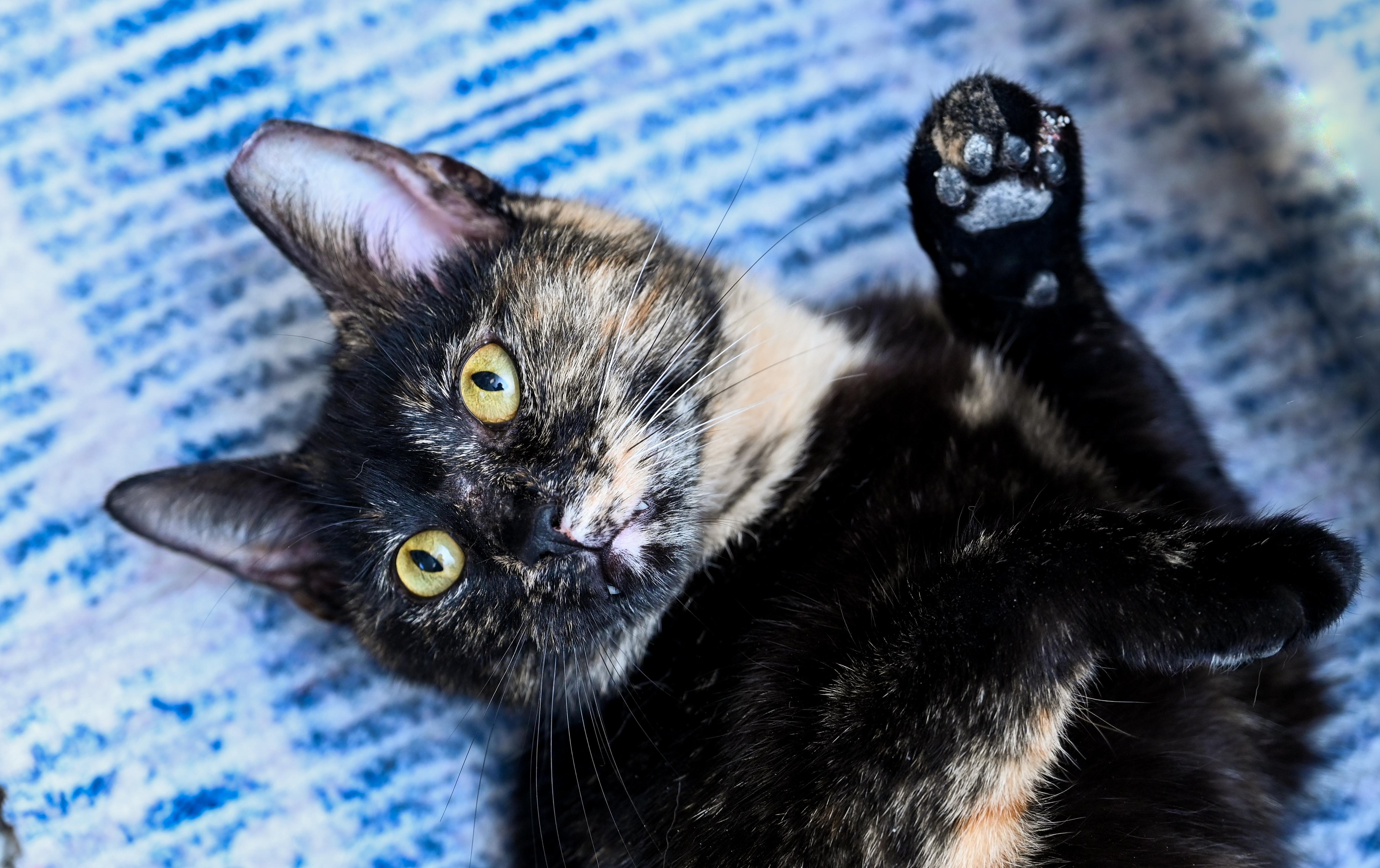 Tinkerbelle, an adoptable mixed breed in Chattanooga, TN image 4/6
